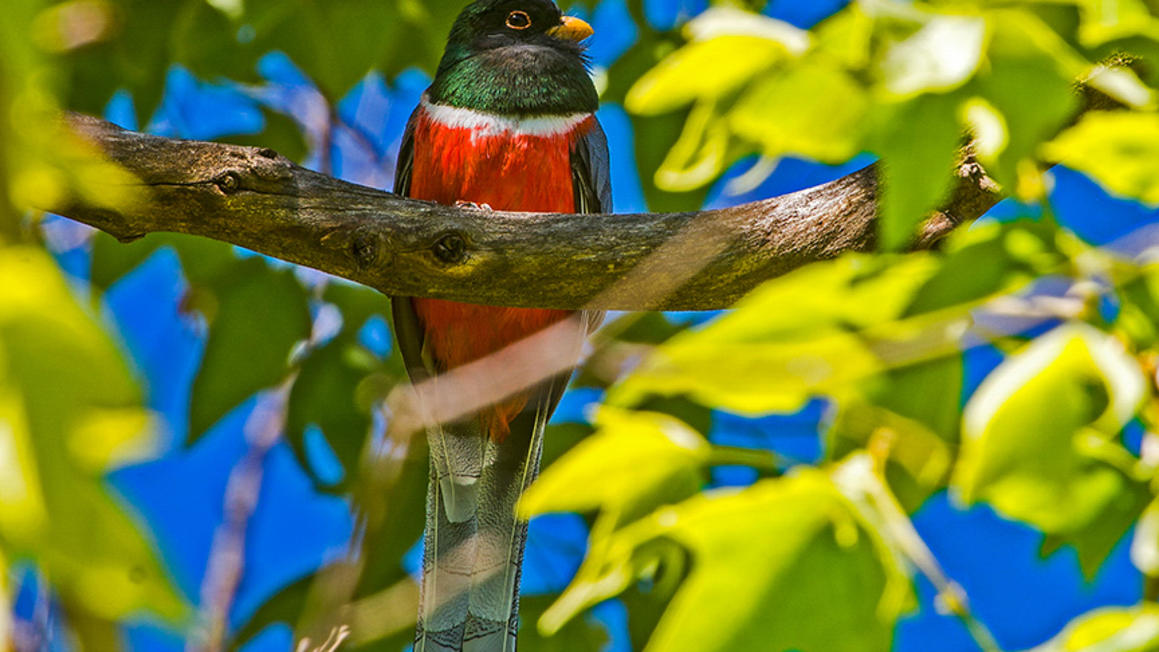 An Elegant Trogon from Southeastern Arizona is seen here. (Courtesy of Bryan Patrick/Audubon Photography Awards)