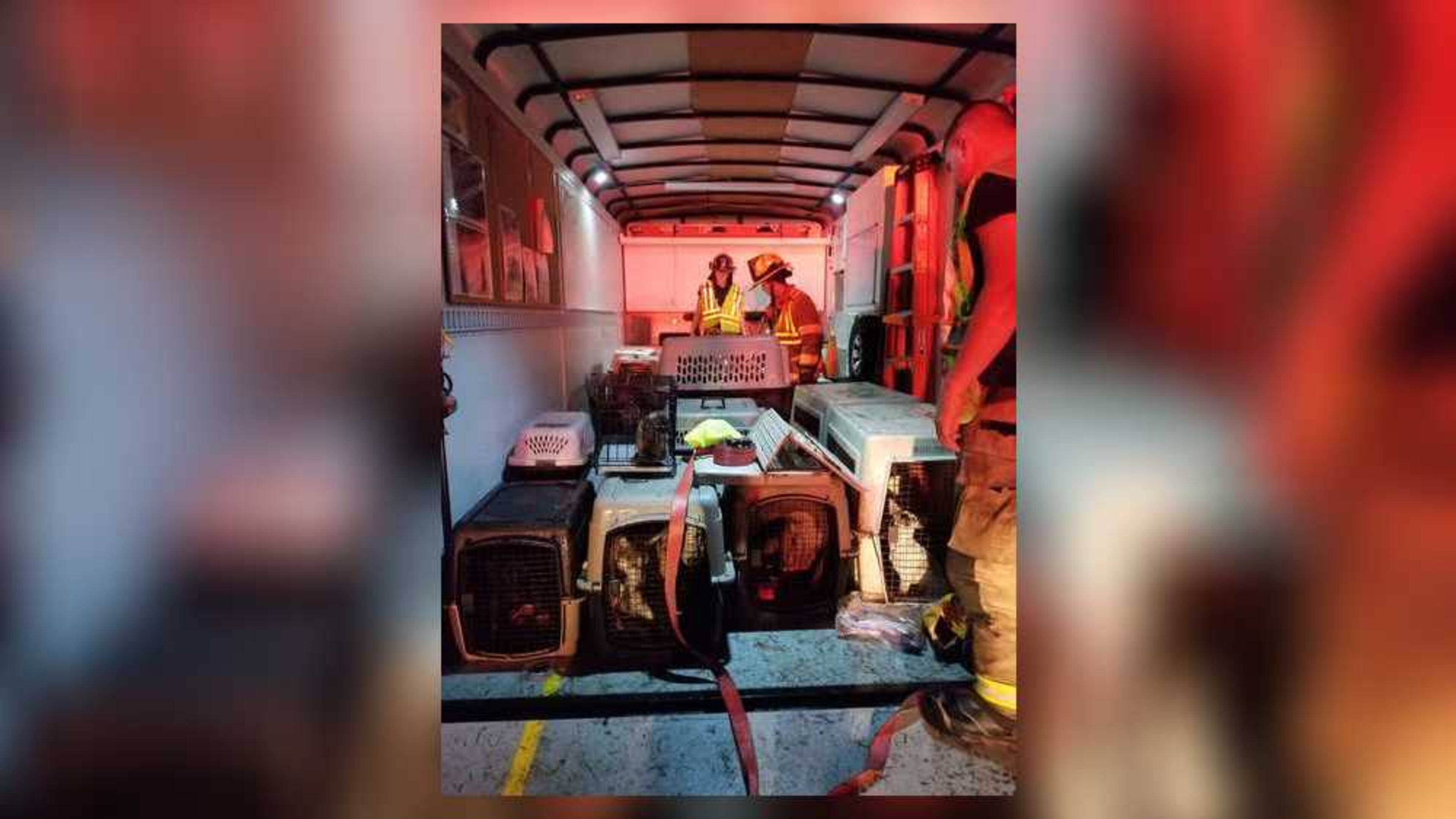 The stray dogs were being transported from Texas to a no-kill animal shelter in Pennsylvania when the crash occurred.