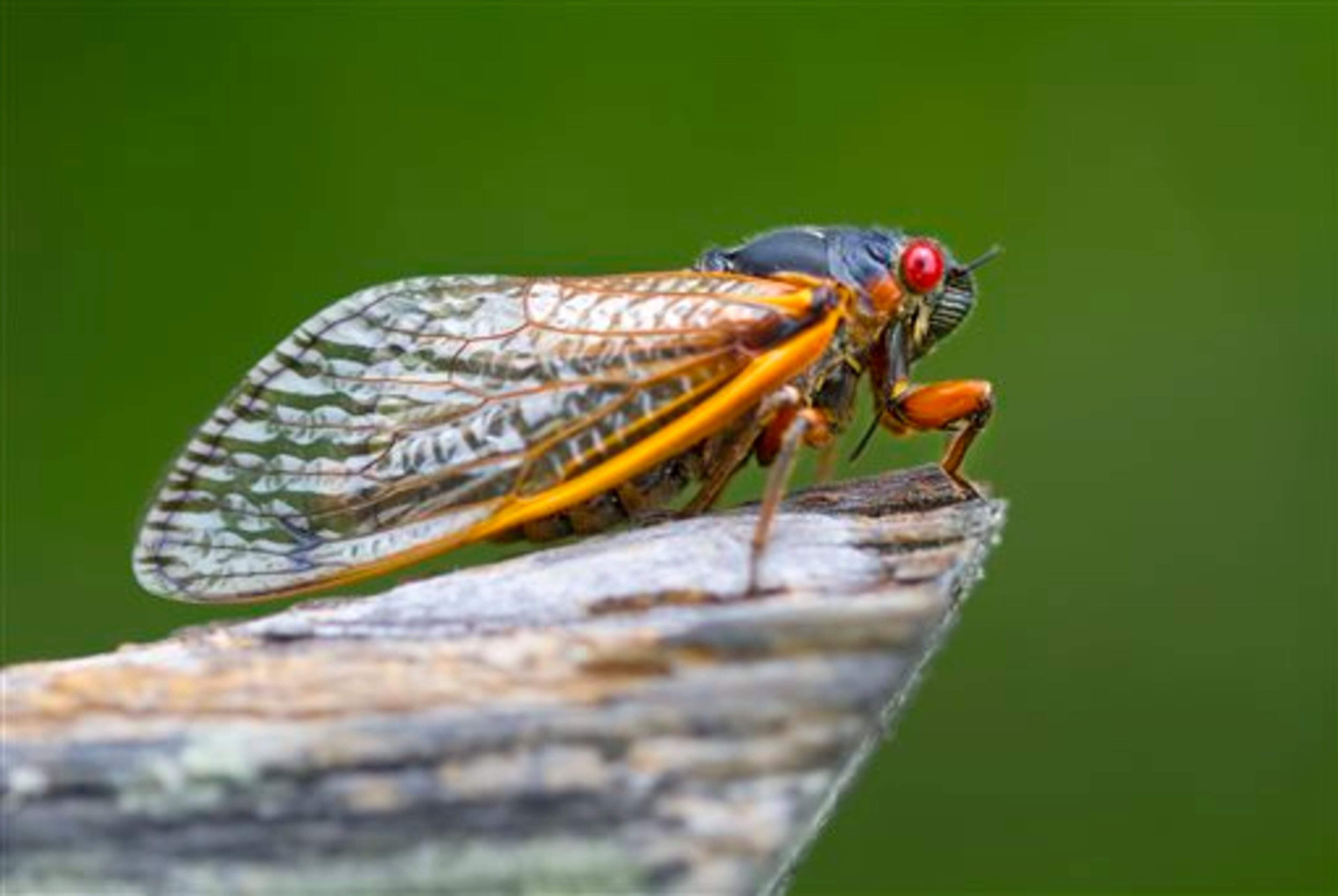 One of thousands of cicadas seen on a farm in Stoneville, N.C. in this May 16, 2013 photo. (AP Photo/News & Record, H. Scott Hoffman)