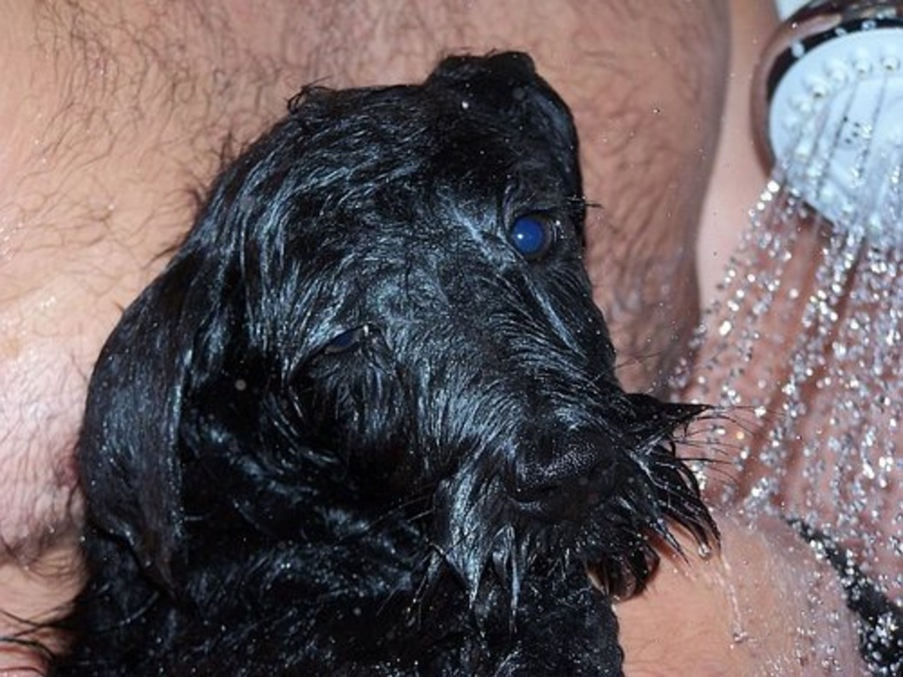 Olvie hopes you don't mind the smell of wet dog.