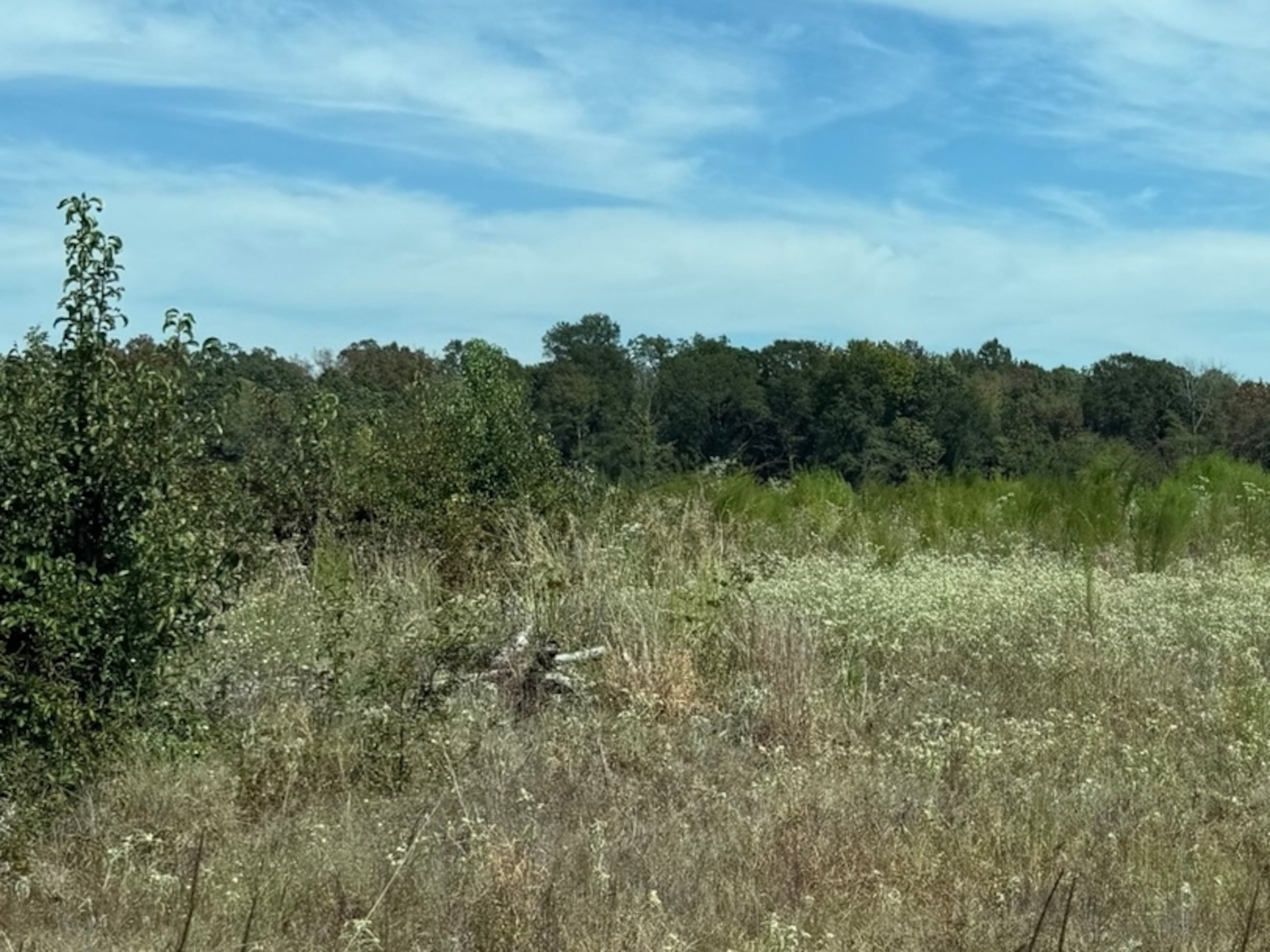 A snapshot of the scrubland near Hooks, Texas, where a data center firm linked to Republican nominee for governor Rick Jackson plans to build a multibillion-dollar data center. The fight over the projects has become a flashpoint in the Georgia race for governor. (Greg Bluestein/AJC)