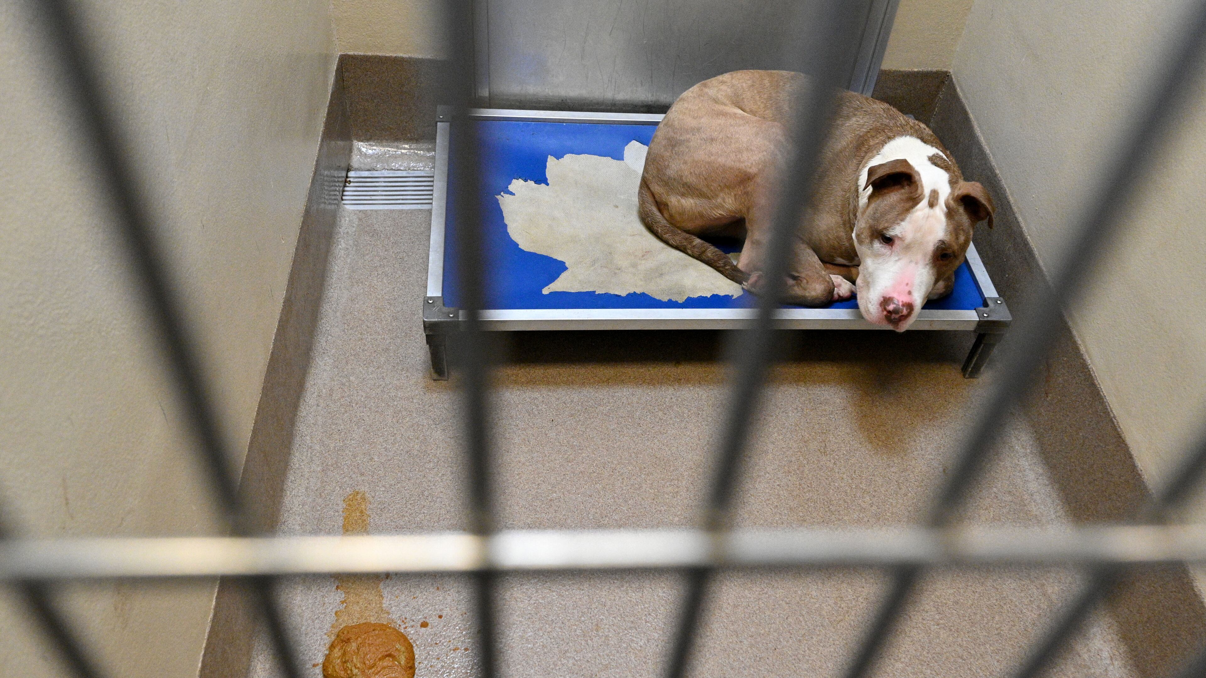 A dog is held as poop is shown in the cages at the Dekalb County Animal Services, Thursday, October 5, 2023, in Chamblee. The DeKalb shelter is run by a nonprofit contractor, Lifeline. But lately, severe overcrowding has led to higher euthanasia rates and urgent pleas for people to adopt or foster to get dogs out of the shelter. (Hyosub Shin / Hyosub.Shin@ajc.com)