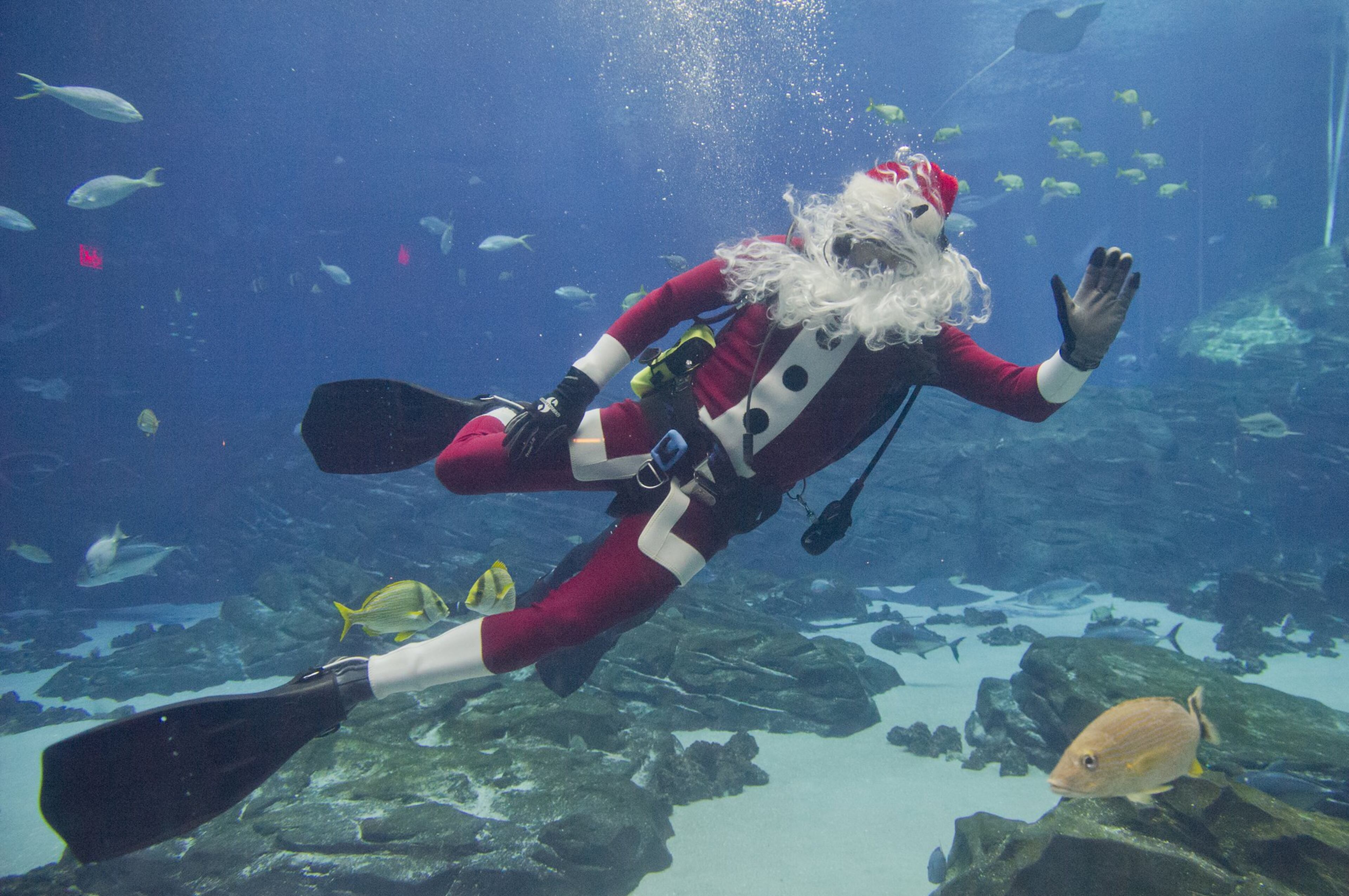 Scuba Claus waves to the crowd at the Georgia Aquarium during an appearance last December. He’s back again this year. JONATHAN PHILLIPS / SPECIAL