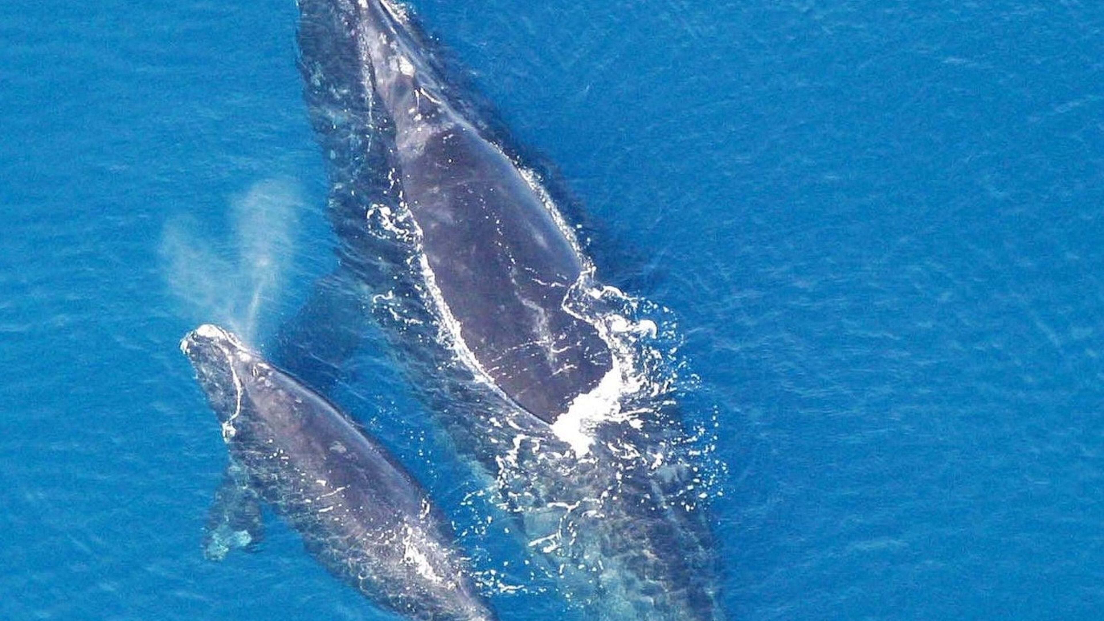 North Atlantic right whales calve off the coast of Georgia, including in waters at the entrance of shipping channels leading to the ports of Savannah and Brunswick. (Photo: Public domain/NOAA)