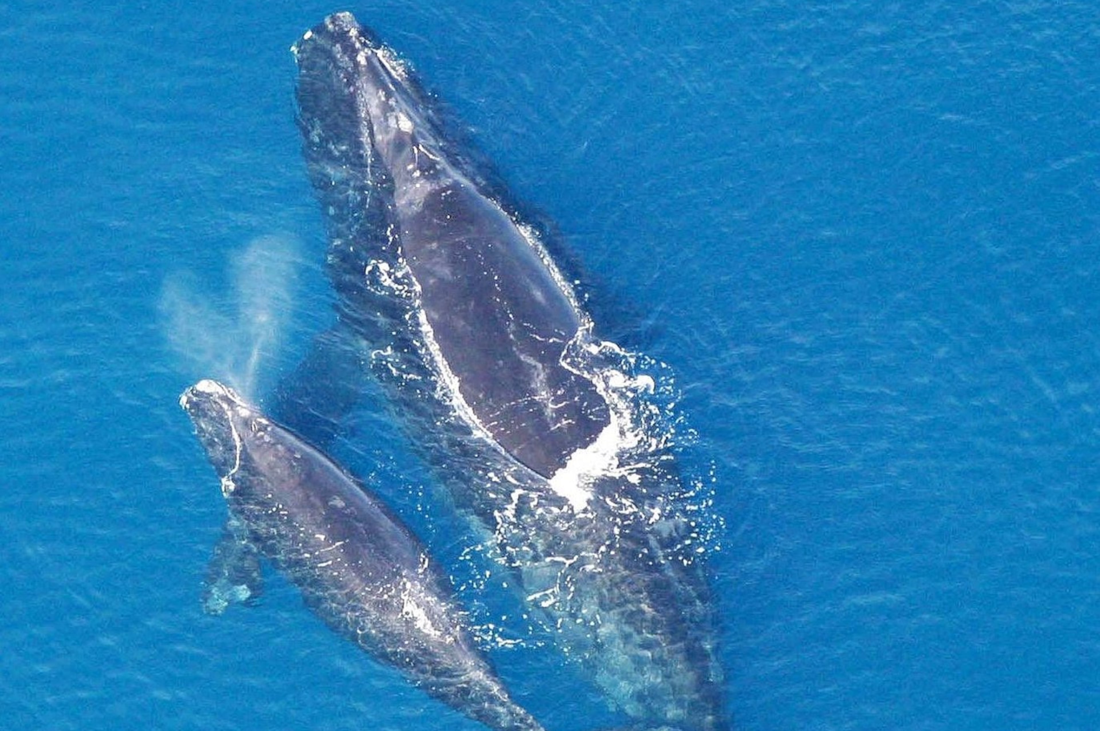 Georgia’s state marine mammal facing extinction