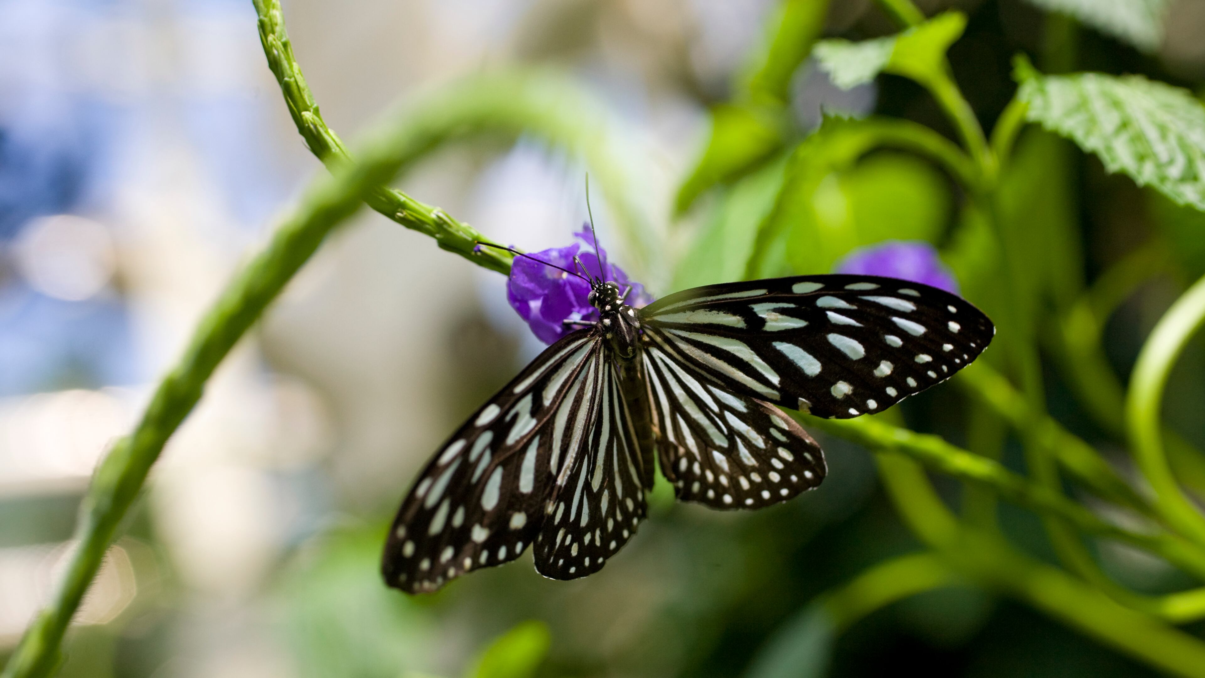 More than 1,000 butterflies live inside the Cecil B. Day Butterfly Center at Callaway Gardens in Pine Mountain. Contributed by Callaway Gardens