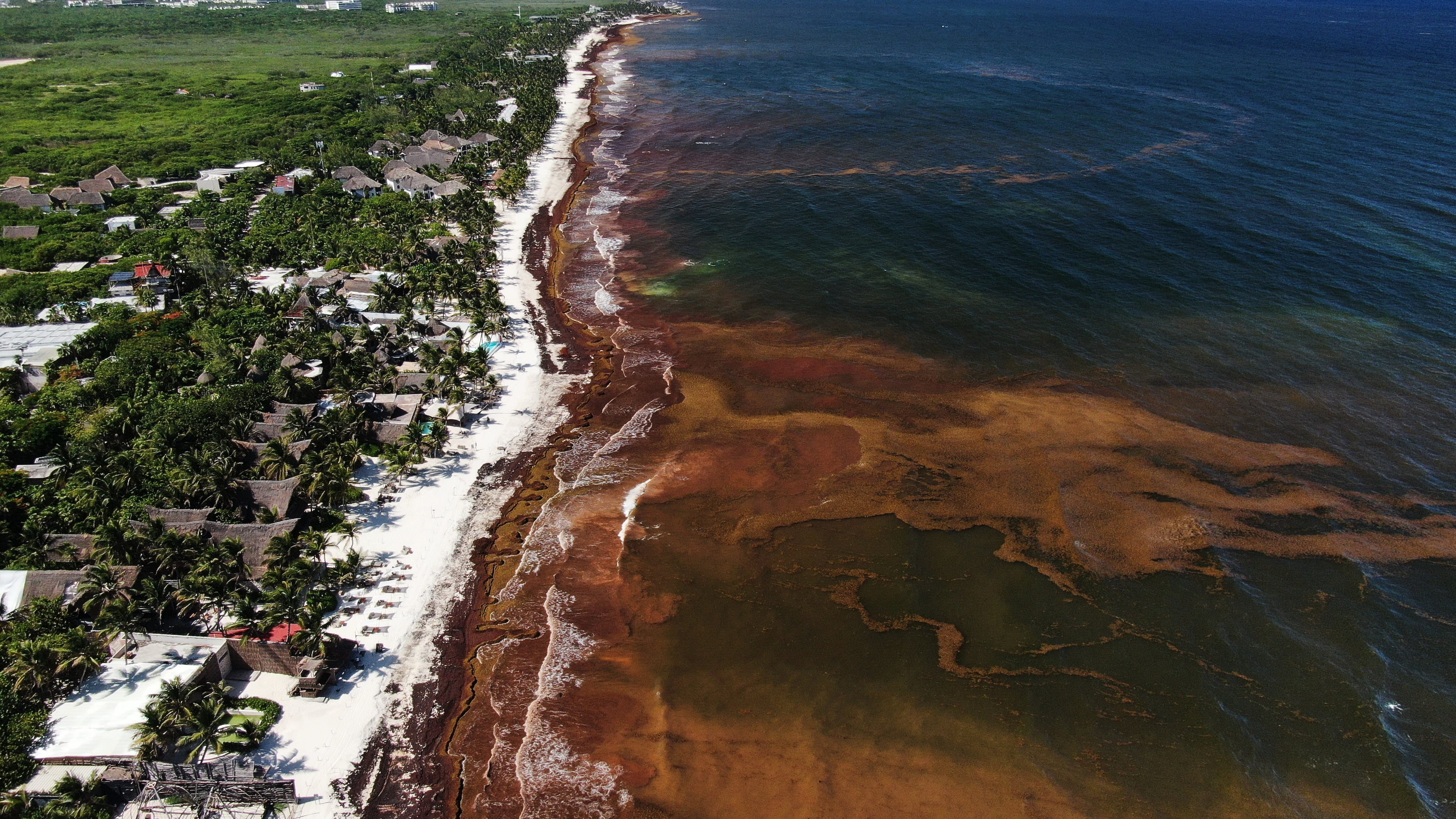 Sargassum gathers in the water off the coast of Tulum, Mexico, Thursday, July 30, 2026. (AP Photo/Fernando Llano)