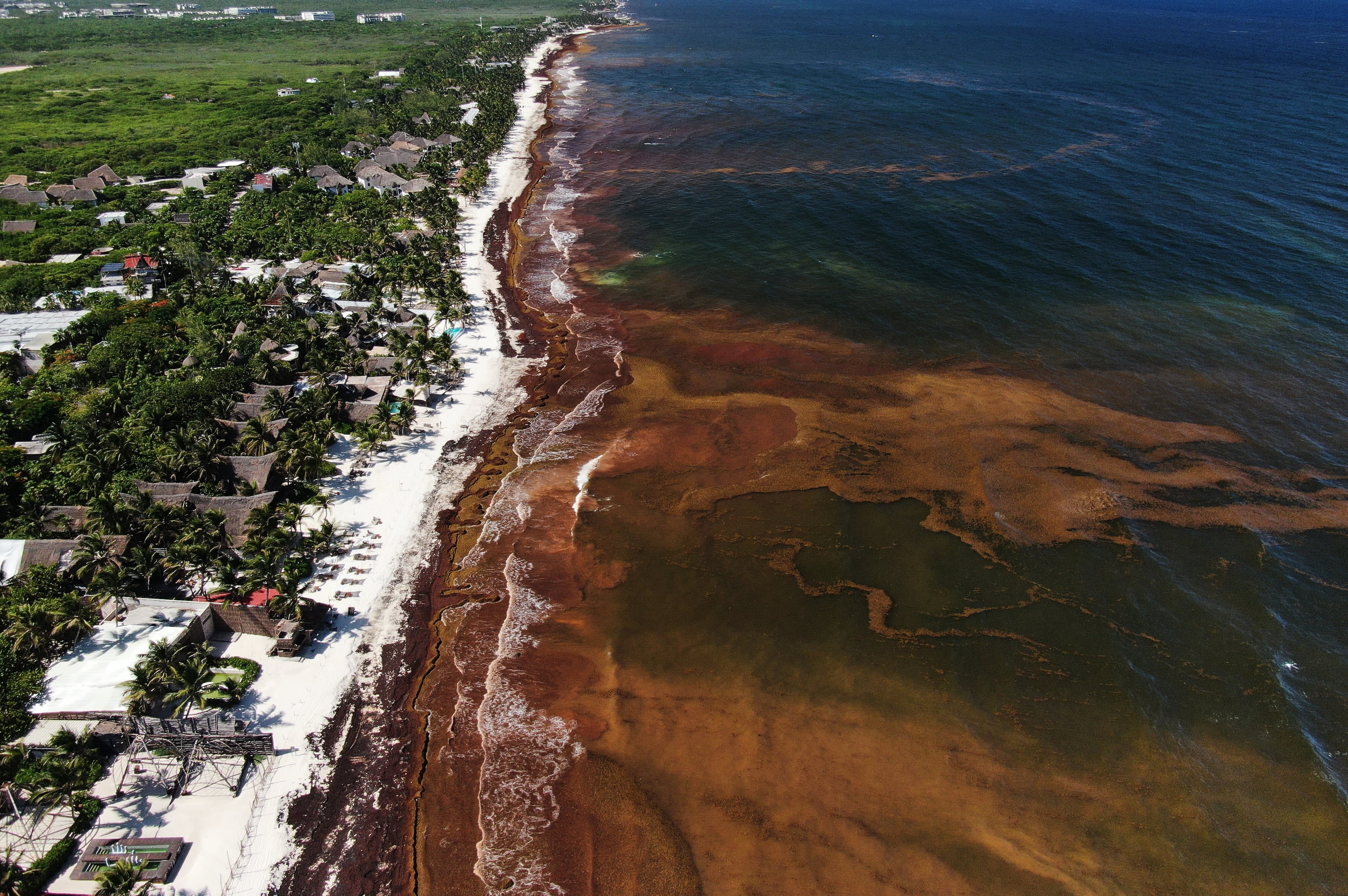 Mexico Sargassum