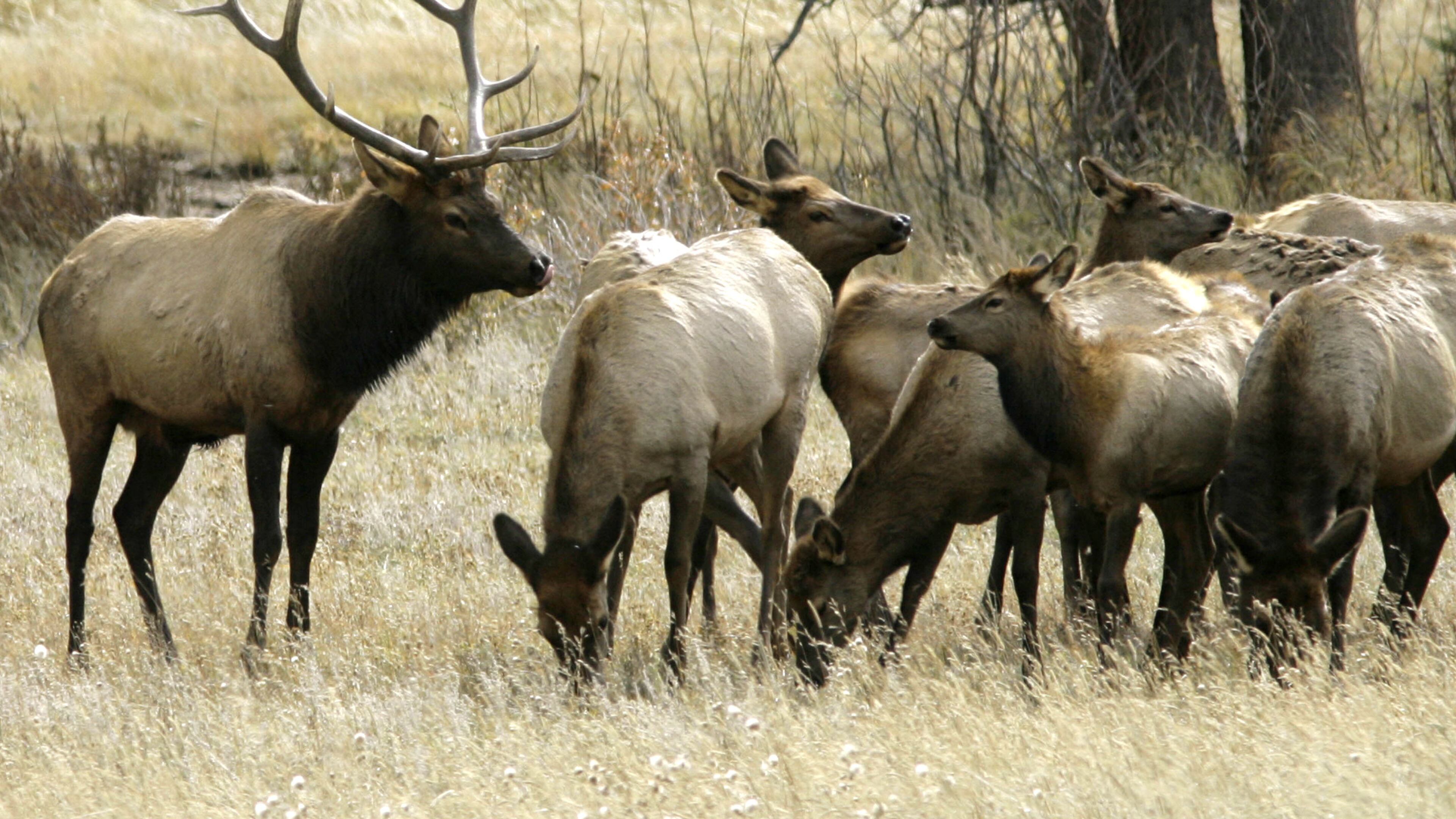 A bull elk keeps a watchful eye on a herd of cow elk in Rocky Mountain National Park near Estes Park, Colo., in this 2006 photo.