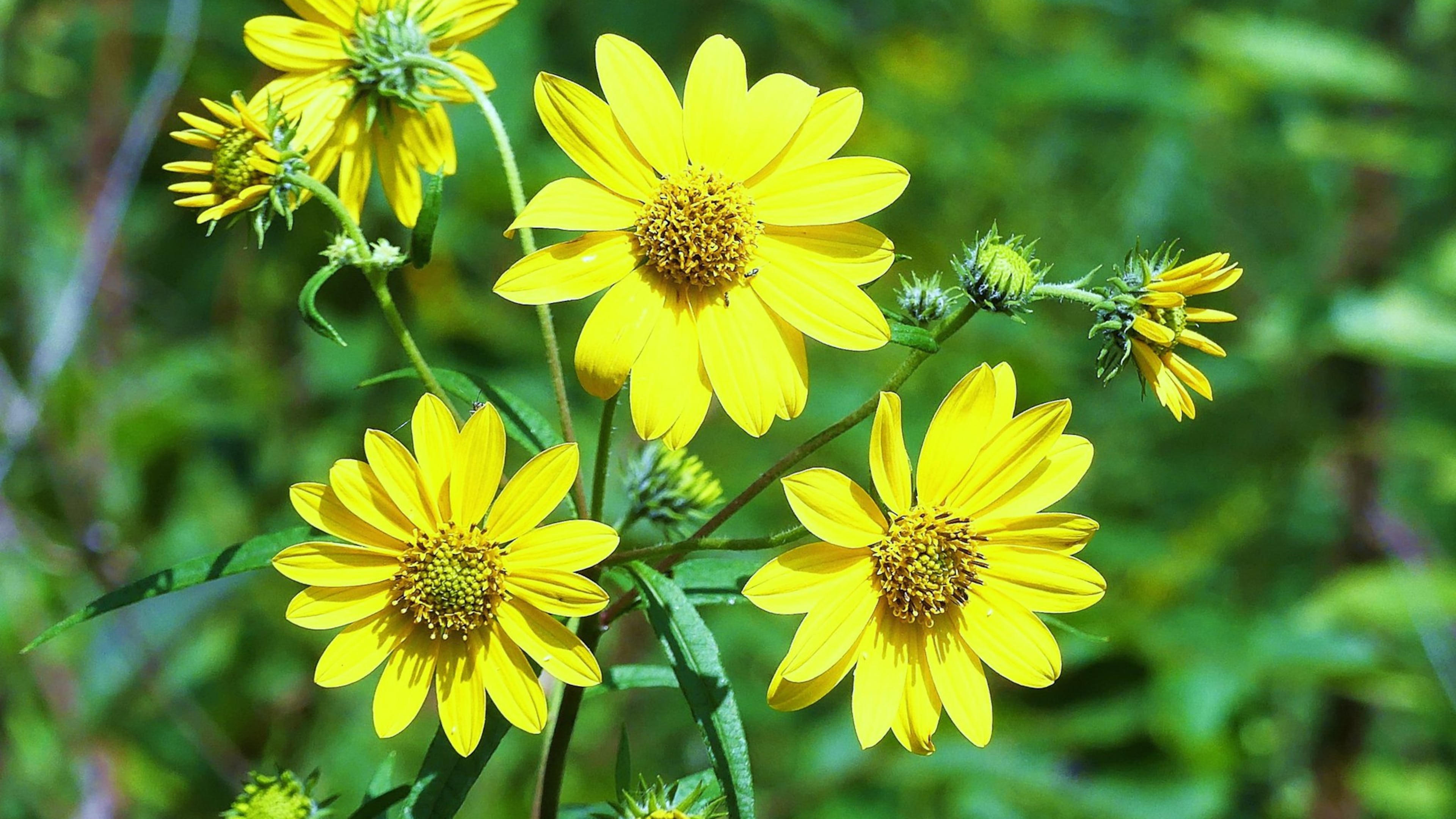 The whorled sunflower shown here is one of Georgia’s rarest wildflowers. It was discovered in 1892 but was believed to have gone extinct until it was rediscovered in 1994 in the Coosa Valley Prairies in Floyd County in northwest Georgia. The sunflower is one of more than 40 rare and endangered plants and animals found in the prairies. PHOTO CREDIT: Charles Seabrook