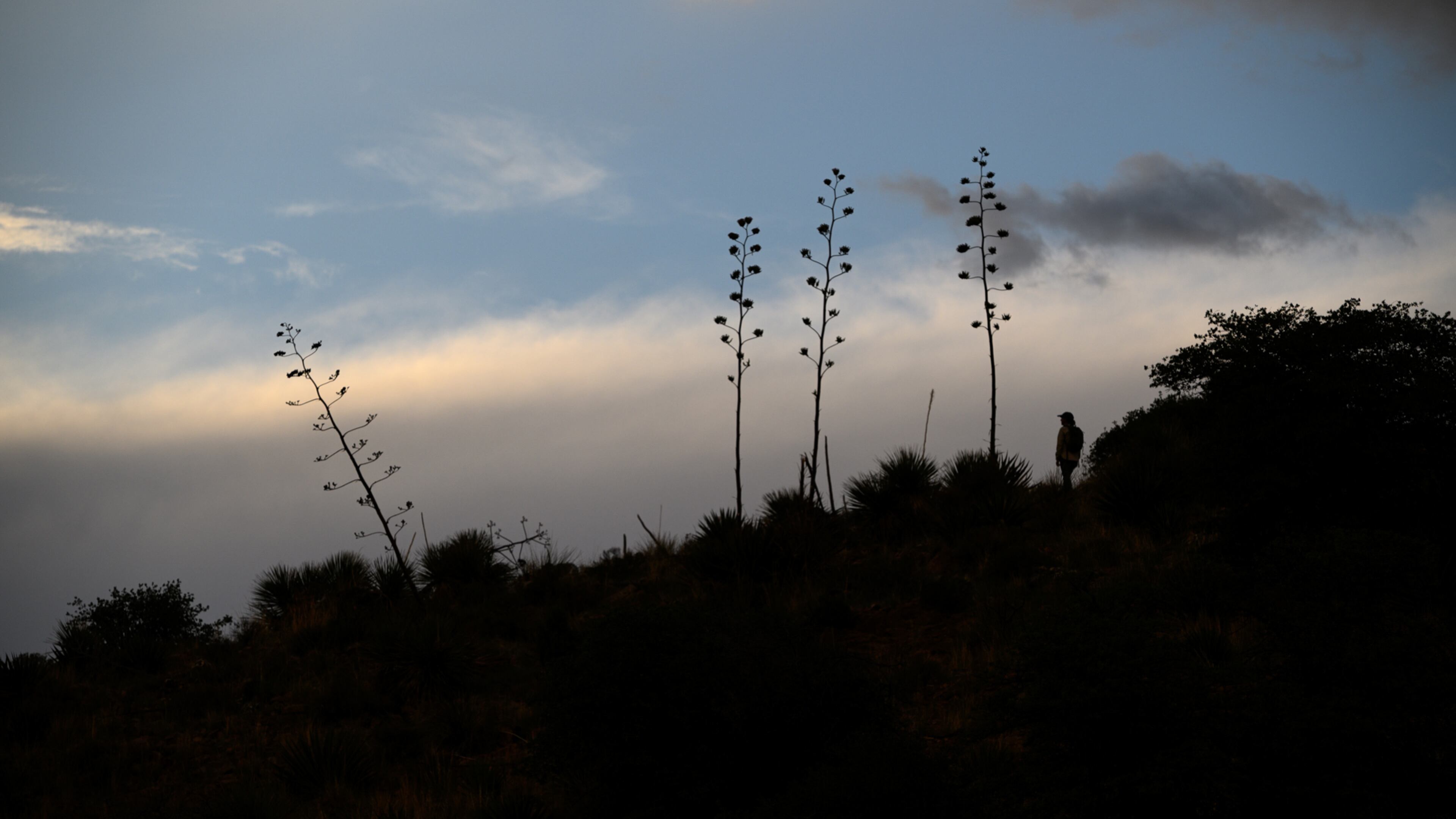This photo provided by Bat Conservation International shows Rachel Burke, Agave Restoration Coordinator with the group, surveying for flowering and fruiting agave plants in the Burro Mountain area of the Gila National Forest, N.M., on Sept. 6, 2025. (Will Sardinsky/Bat Conservation International via AP)