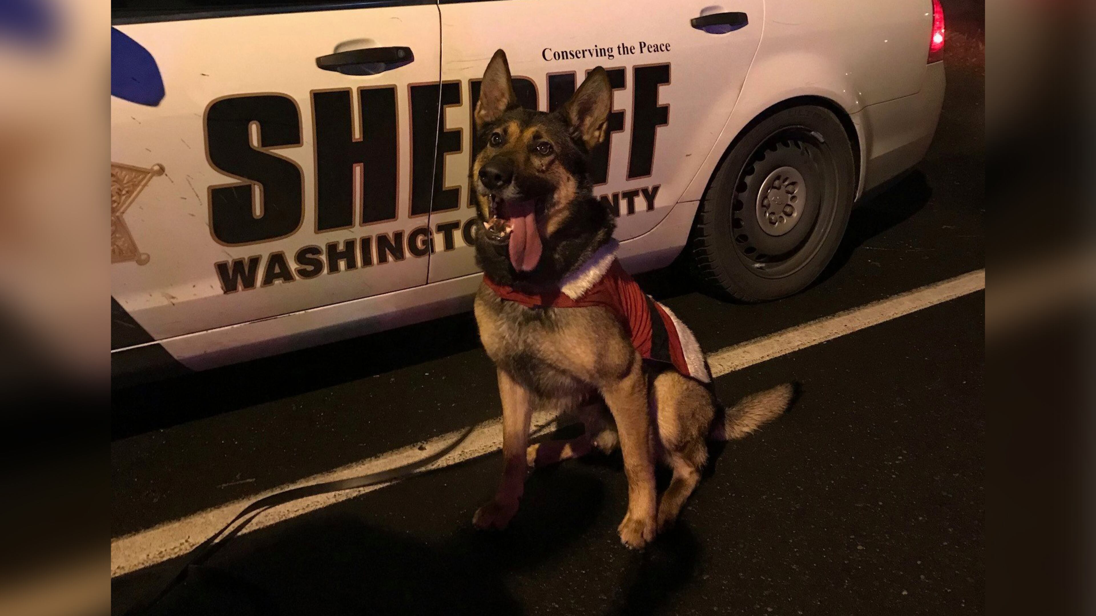 Stark, a male Belgian Malinois/Shepherd (Washington County Sheriff's Office)