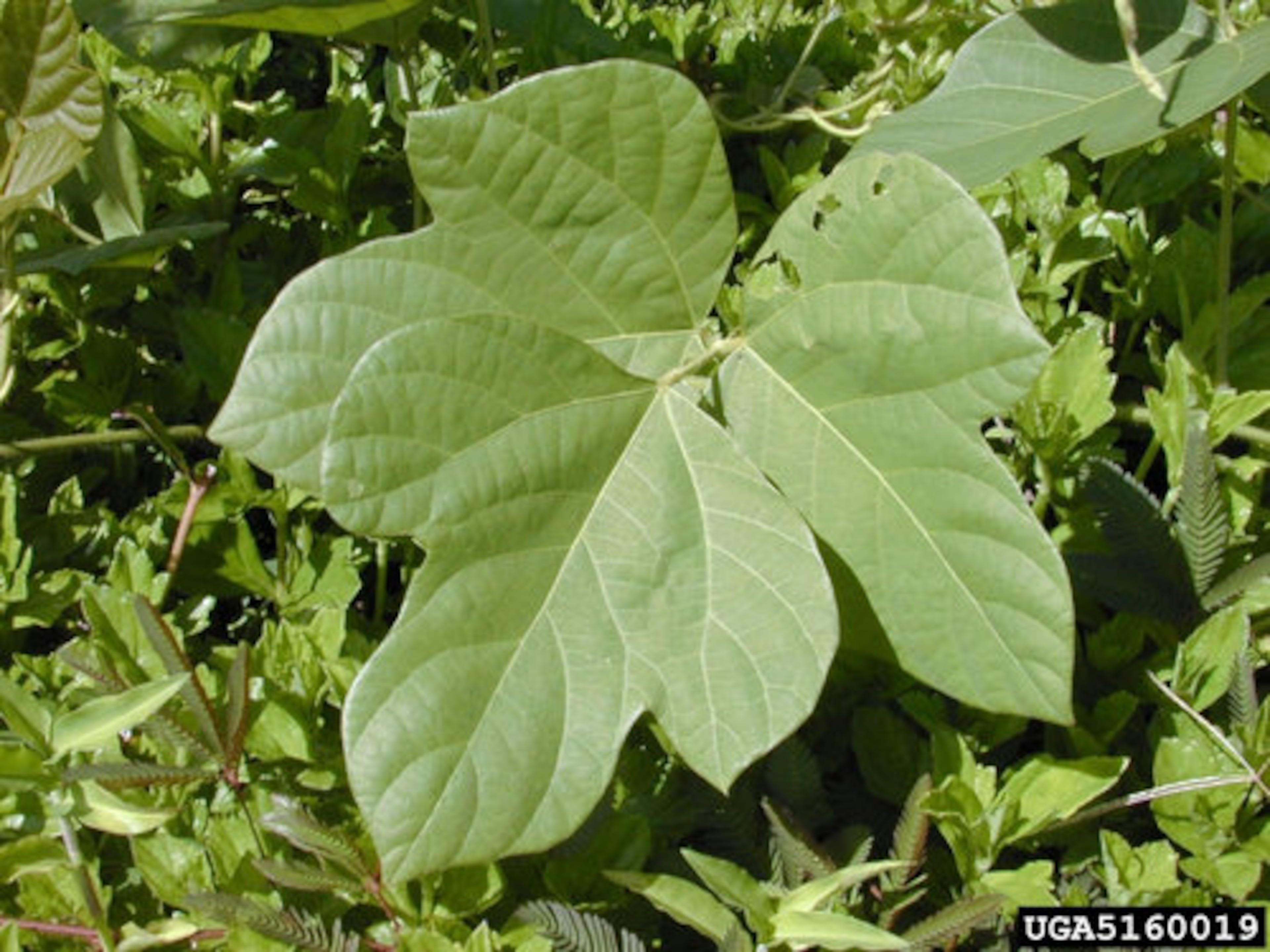 Kudzu (Pueraria montana) - some people eat it, but most folks try to control the growth. The best way to stop kudzu in its tracks is to continuously cut back the vine to rob the plant of nutrients, causing eventual death, says Georgia gardening expert and AJC columnist Walter Reeves.