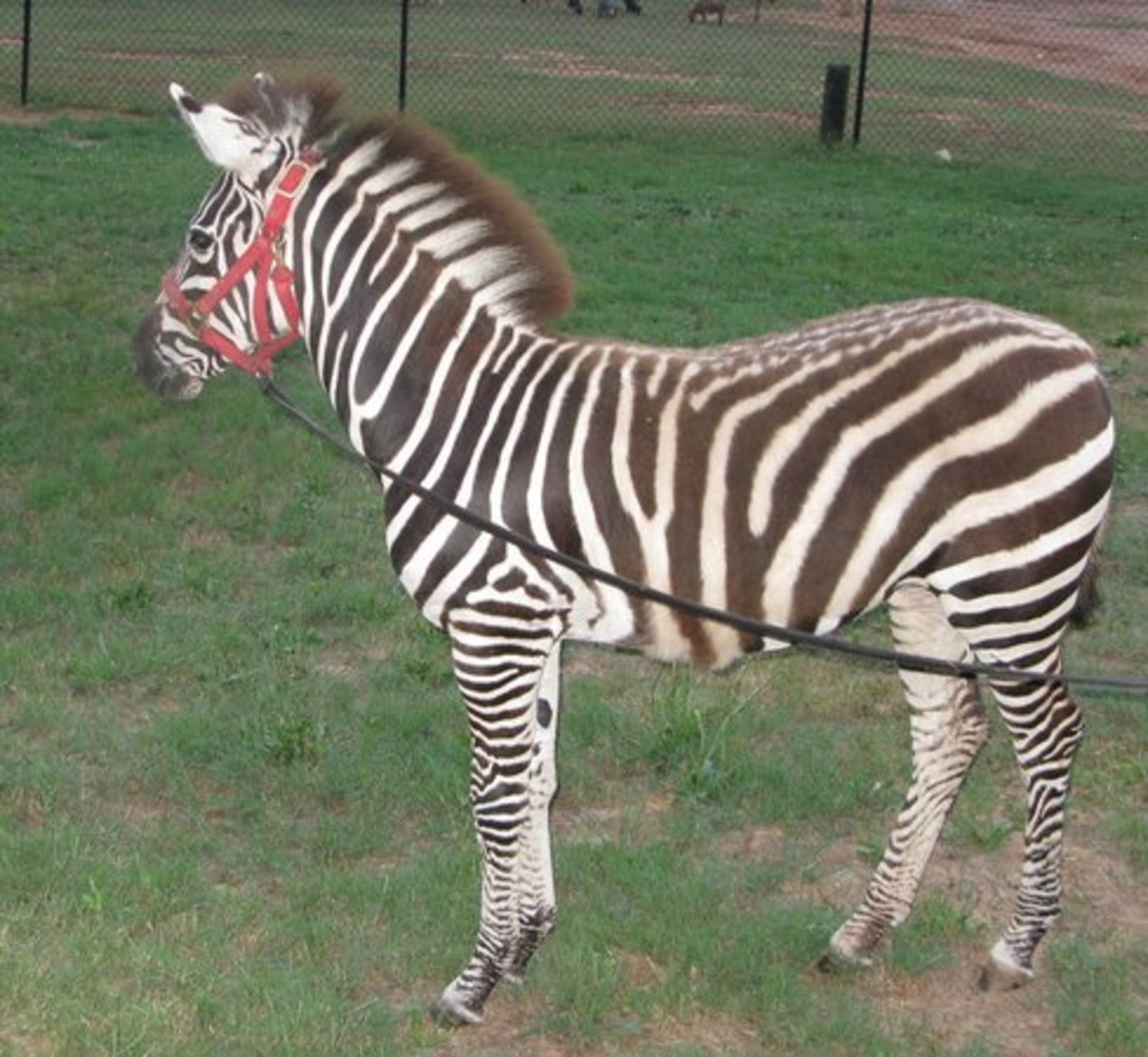 The zebra has been healing from his injuries.