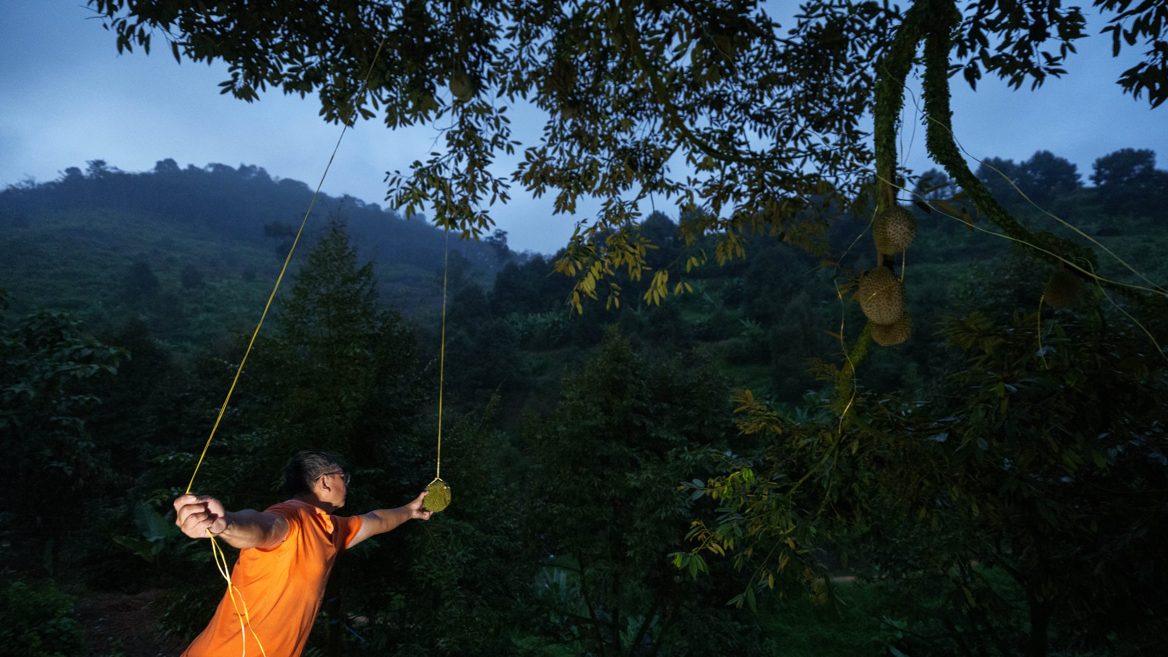 A durian harvester searches for ripe fruit in an orchard at dusk in Karak, Pahang state, Malaysia, Tuesday, June 23, 2026. (AP Photo/Vincent Thian)