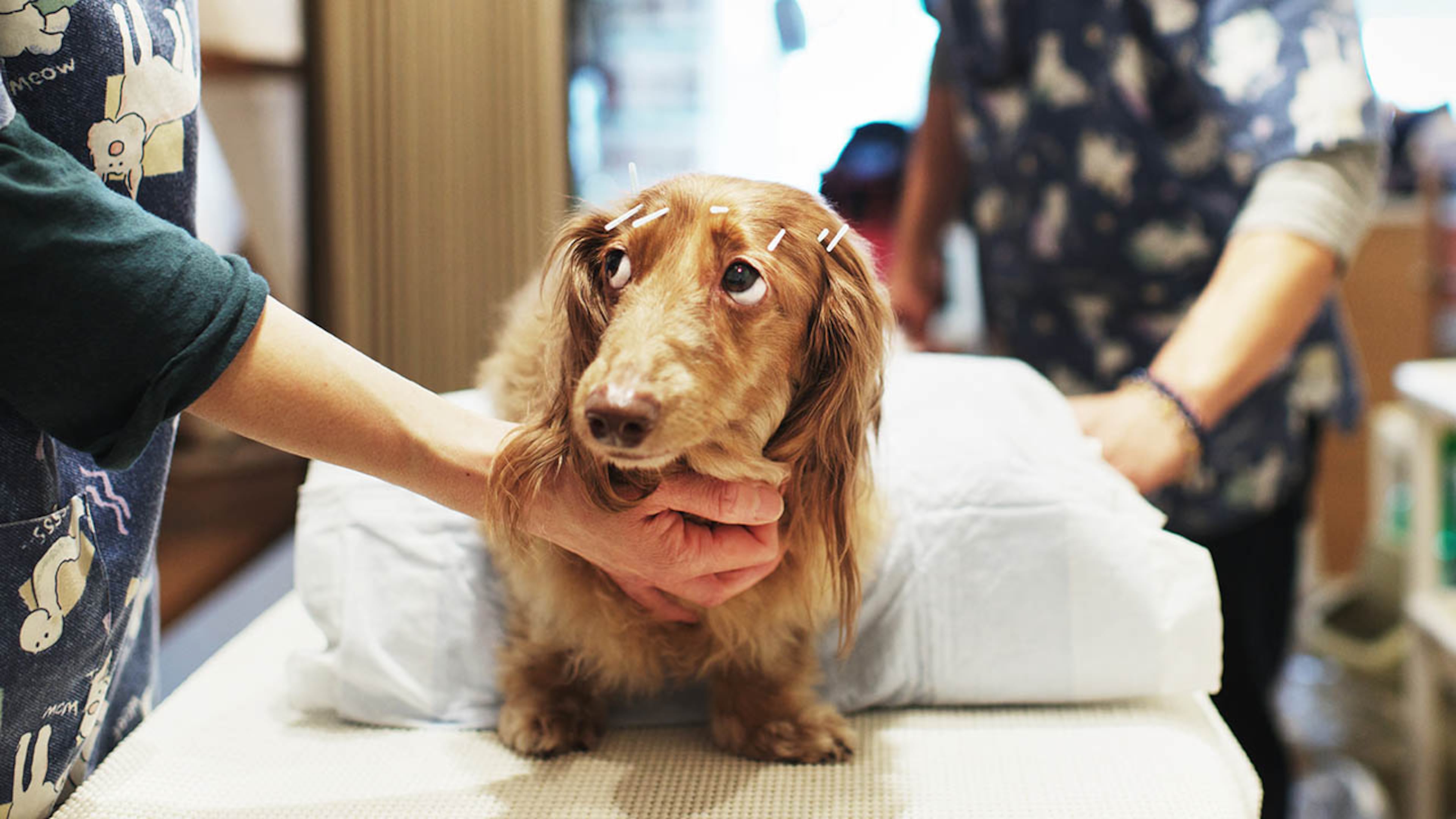 A miniature dachshund receives acupuncture therapy from a veterinarian (Photo by Adam Pretty/Getty Images)