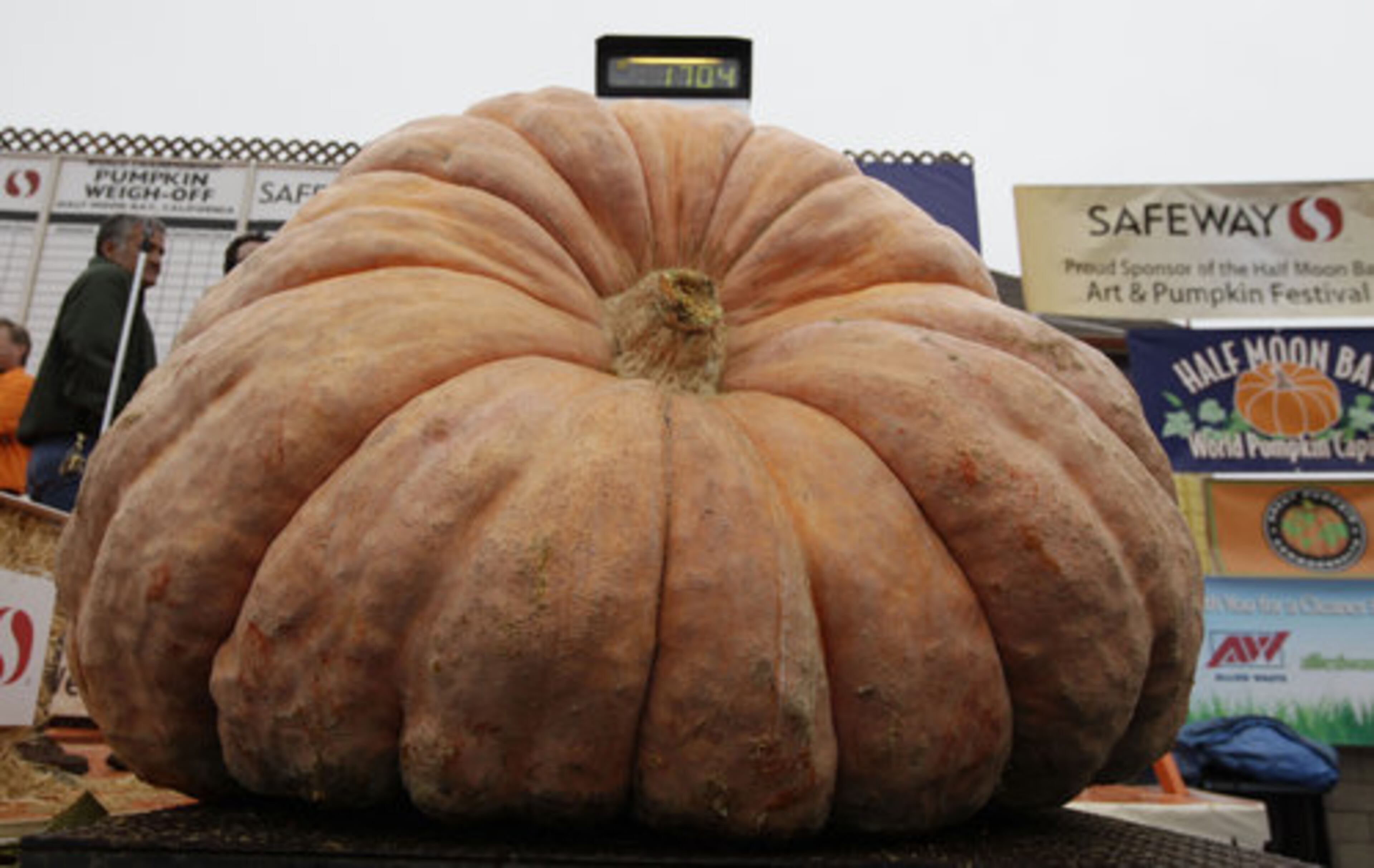 The pumpkin weighted 1,704 pounds, making it a new California record.