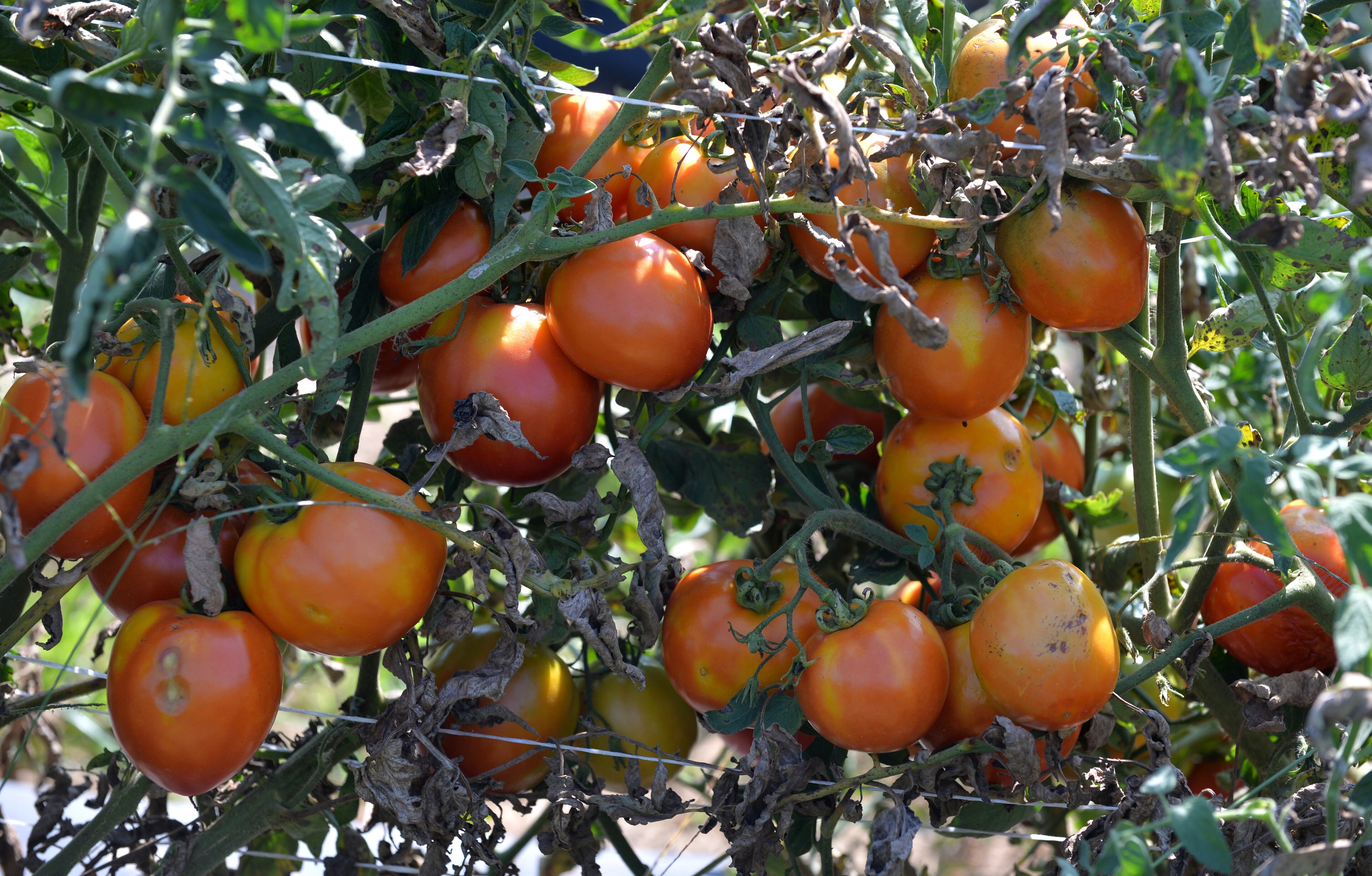 Tomatoes ready to be picked at the Lovejoy City Garden will feed the south Clayton County town's hungry.