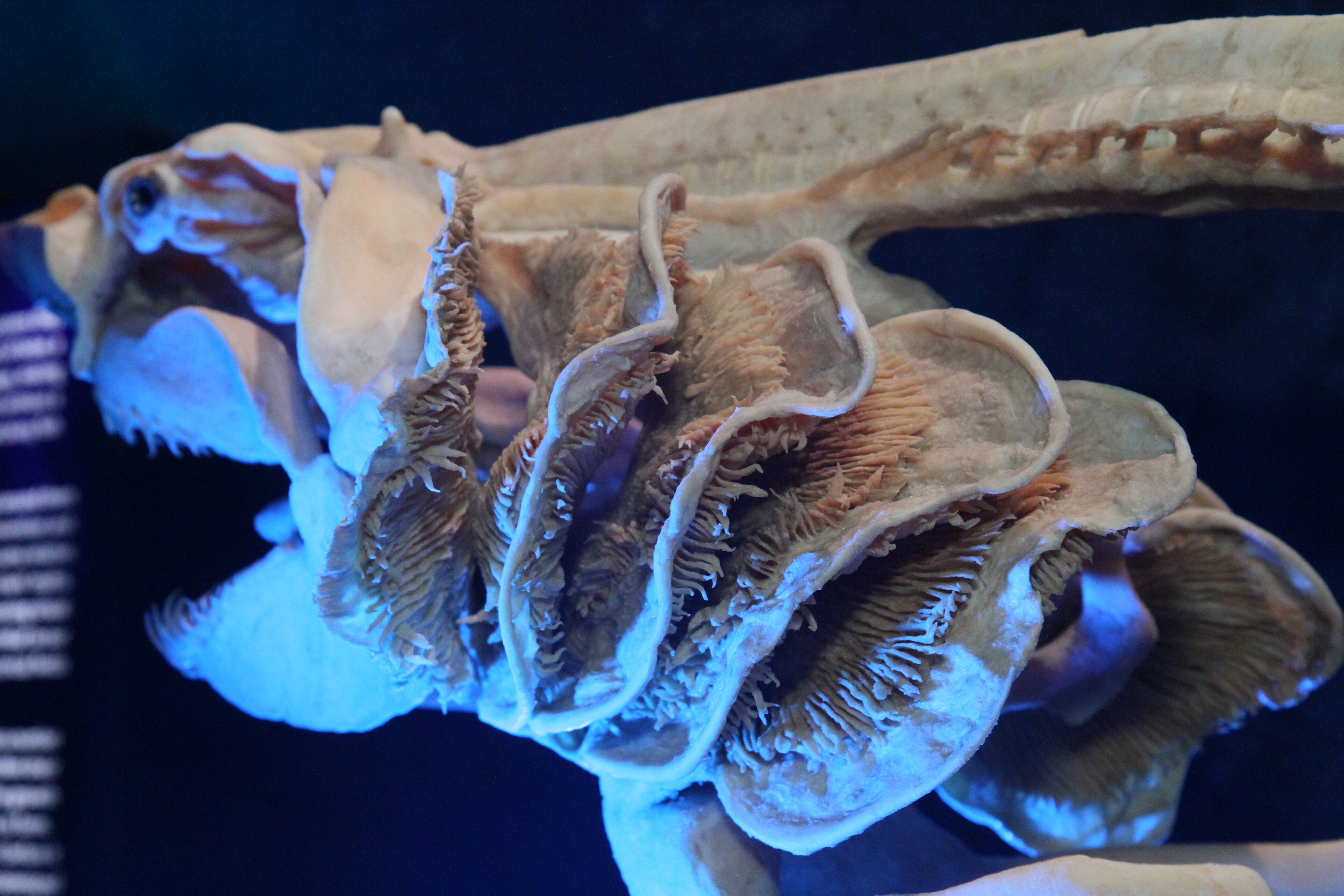 Here are some more photos from Sea Monsters Revealed: Aquatic Bodies at the Georgia Aquarium.