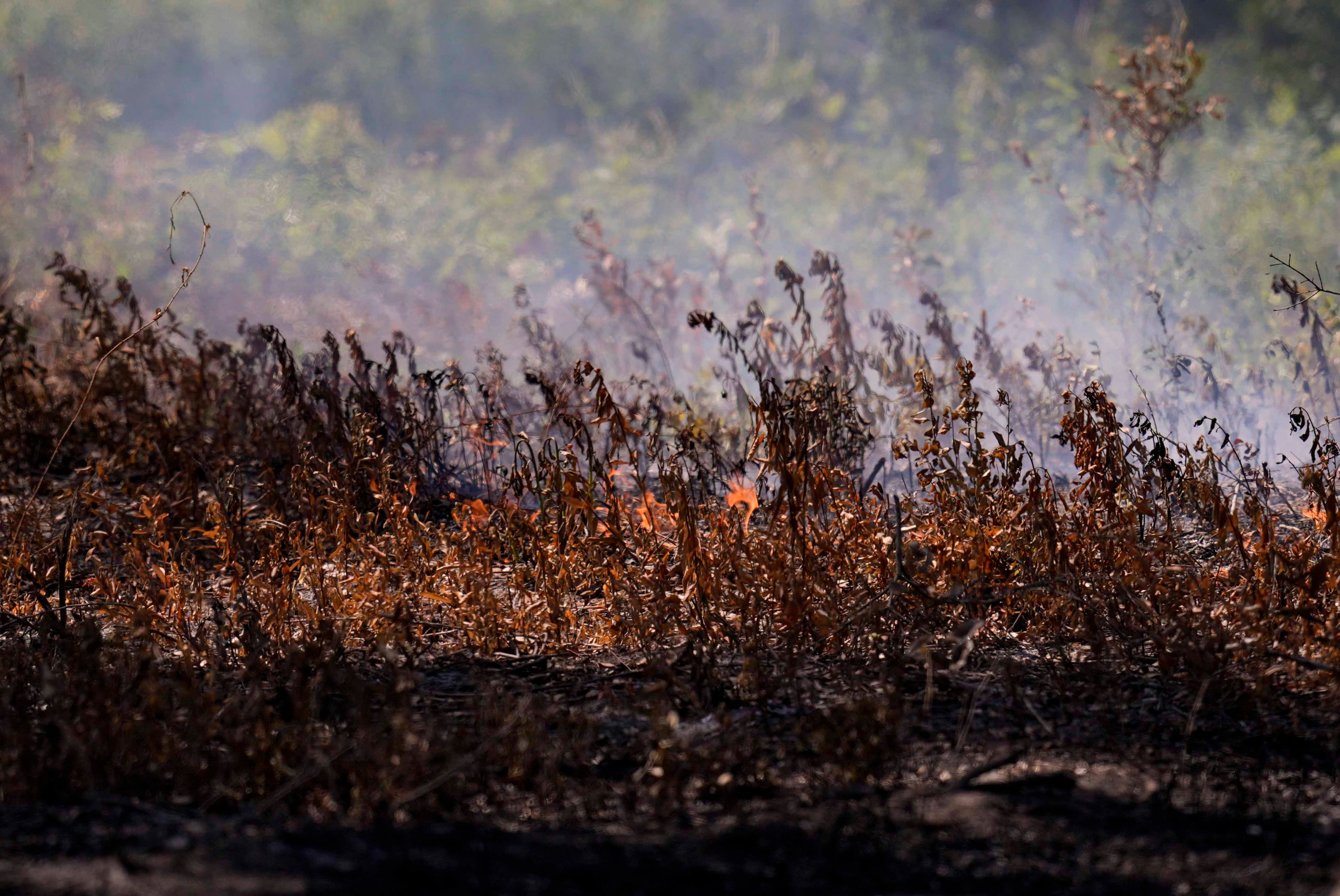 The Brantley Highway 82 fire burns near Nahunta on Thursday, April 23, 2026. (Mike Stewart/AP)