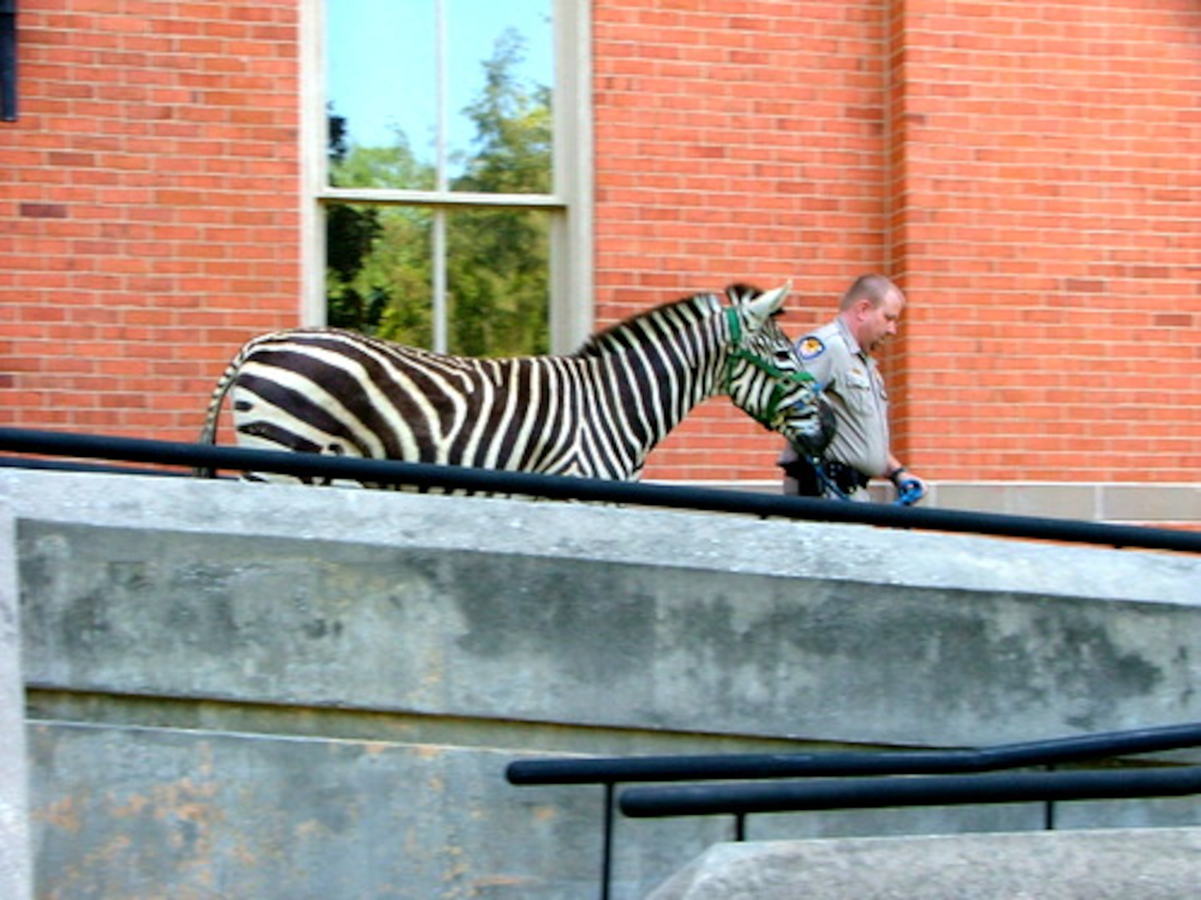 A zebra was discovered on the third floor of Seney Hall in the Oxford campus of Emory University.