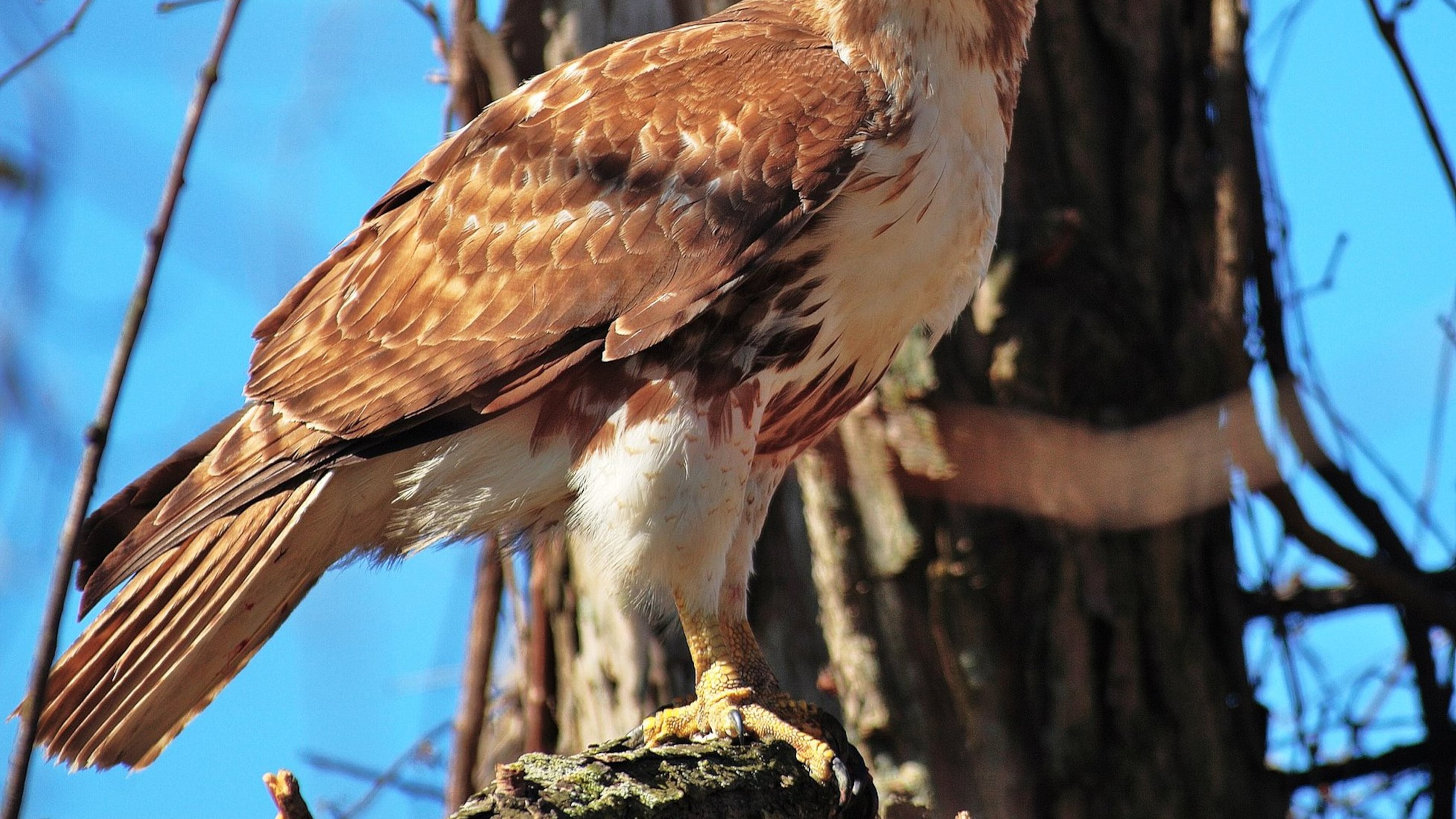 The red-tailed hawk, shown here, is Georgia’s most common hawk species. During their prime breeding time in late winter, red-tailed hawks perform elaborate, airborne courtship rituals, one of nature’s grand spectacles. MARK BORN/USFWS/Creative Commons
