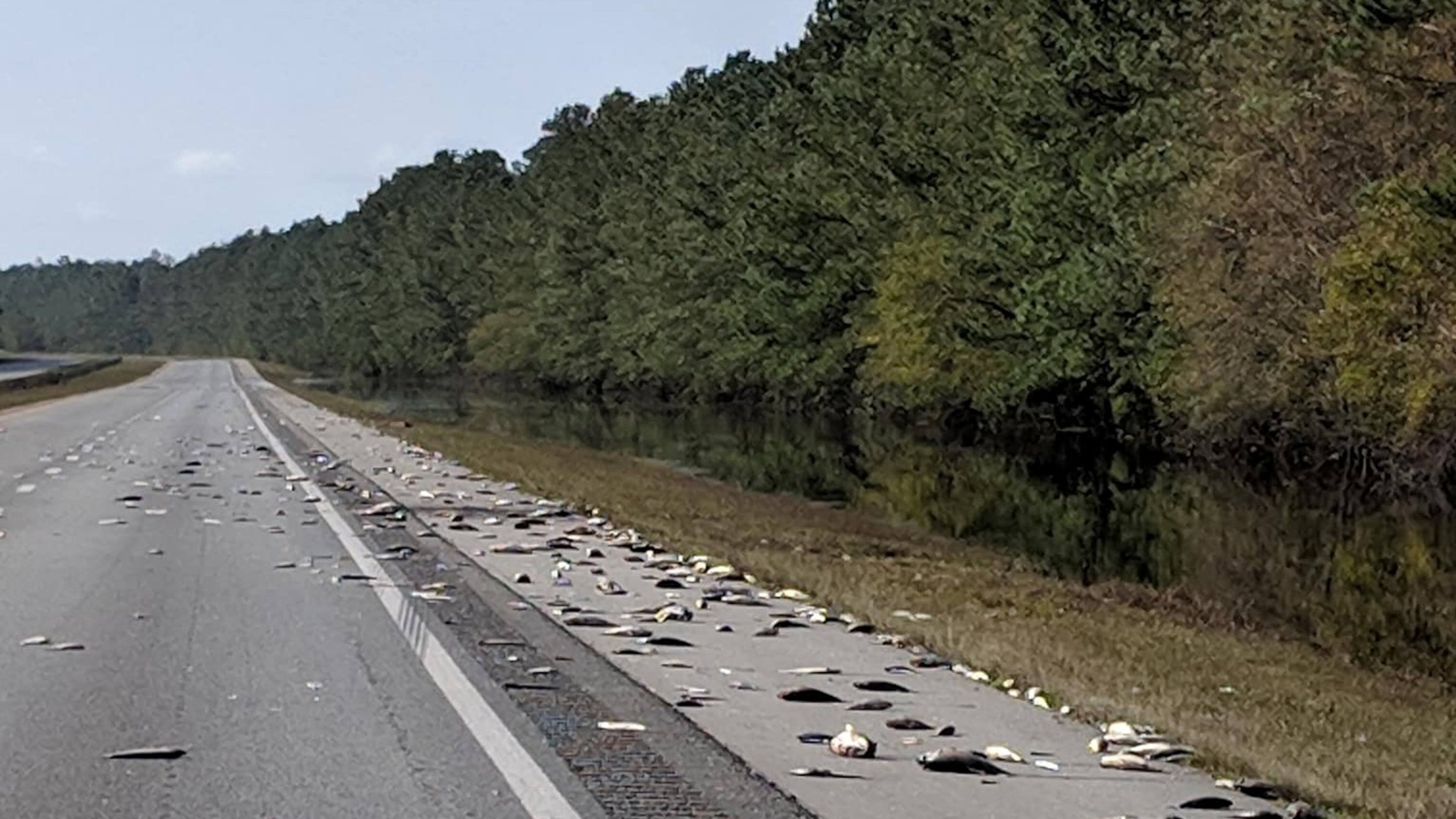 Dead fish lie along I-40 in North Carolina as flood waters receded from Hurricane Florence.