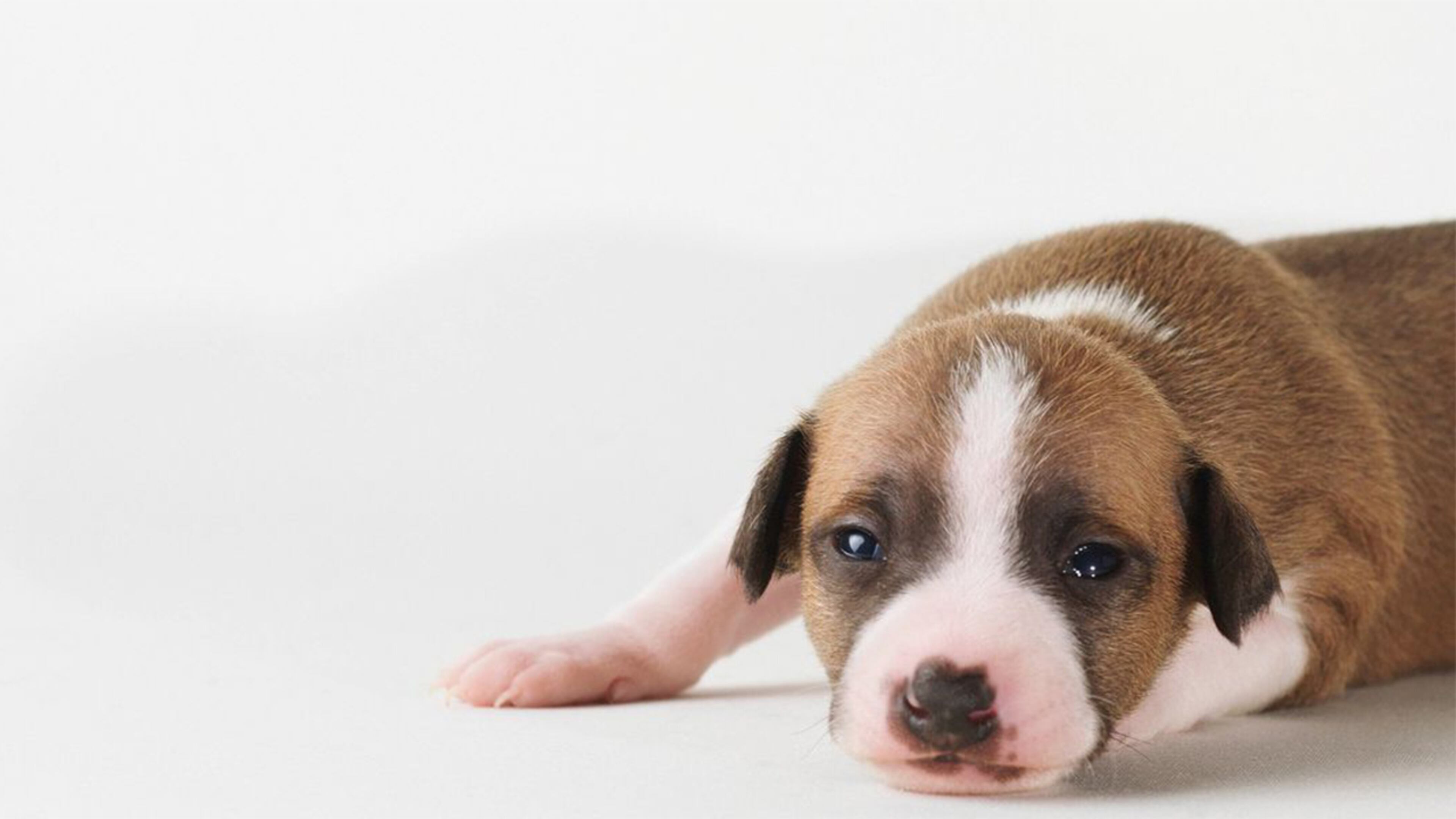 FILE PHOTO: Police in New York are looking for the person who tossed a puppy from an SUV. (