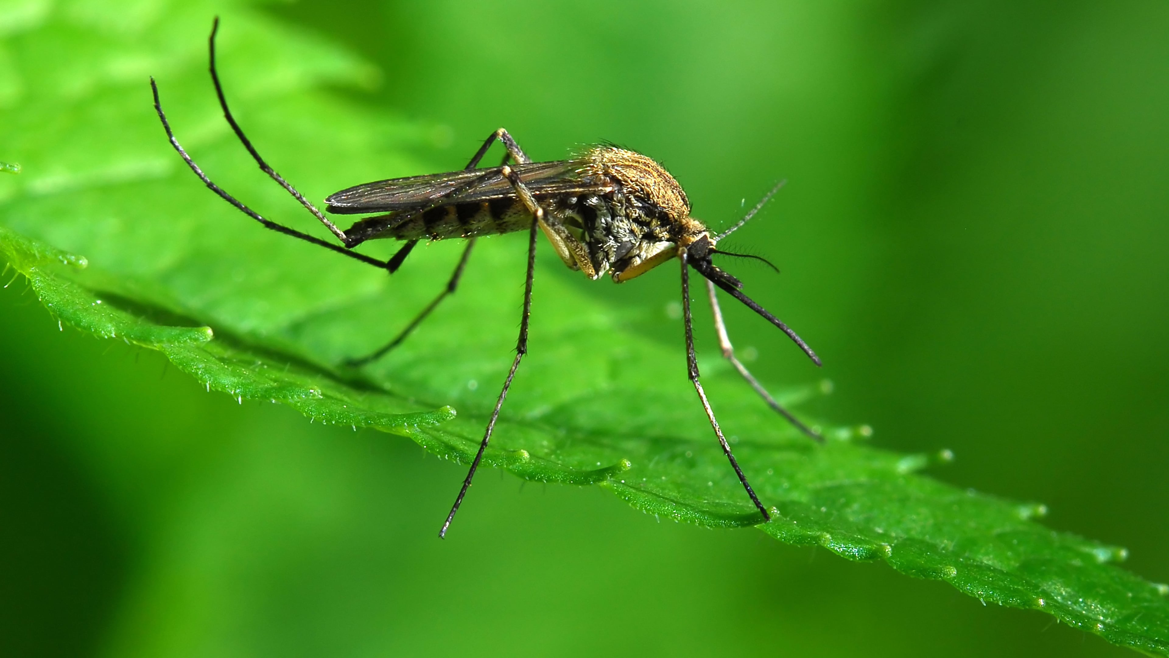 The rising number of insects is more than just an inconvenience. As bug bites increase, so does the possibility of contracting insect-borne diseases such as West Nile virus, Lyme disease and encephalitis, making the need for insect protection even more important.