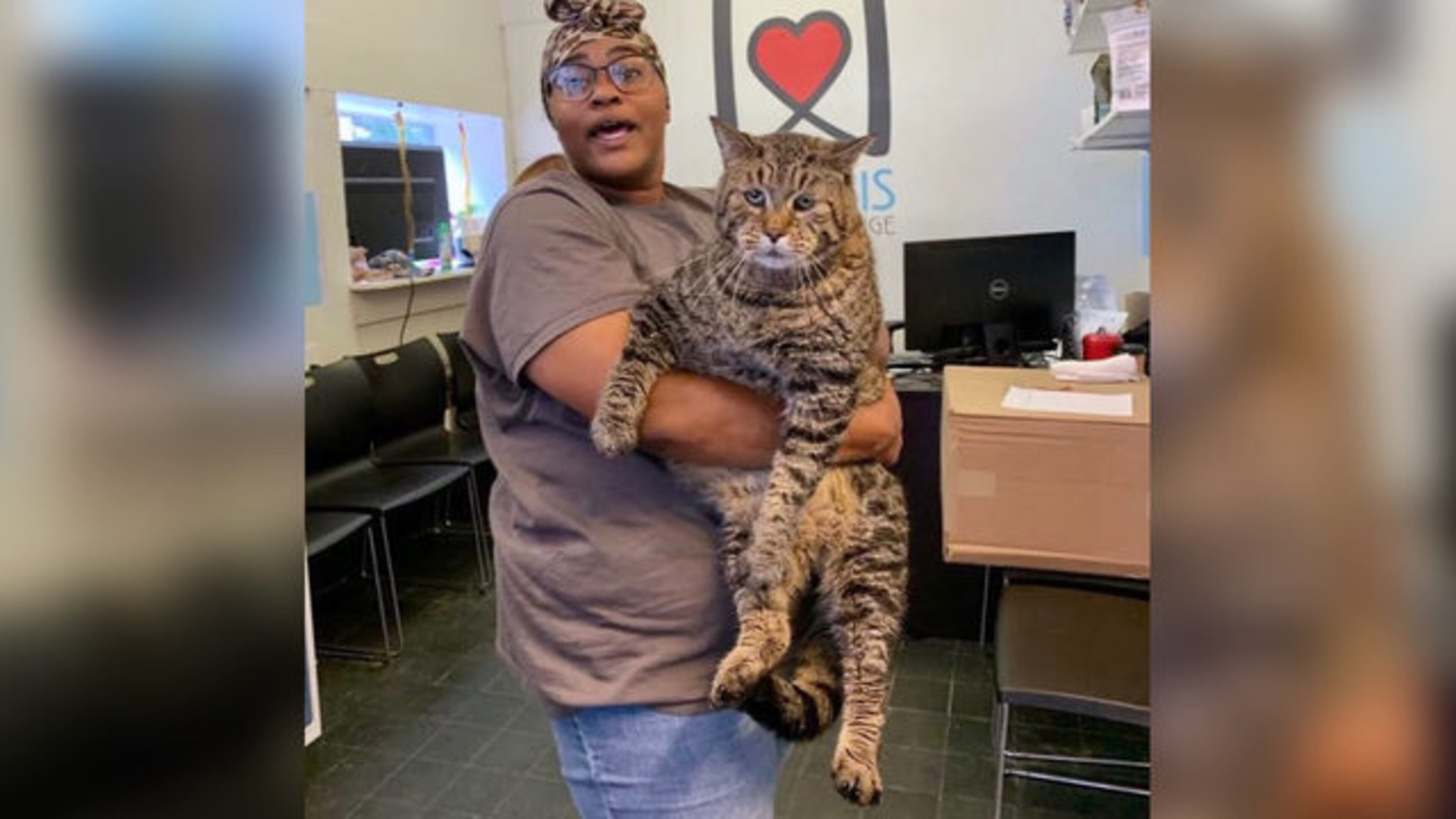 More than 3,000 adoption applications have come in for Mr. B, a 26-pound tabby cat, at Morris Animal Refuge.