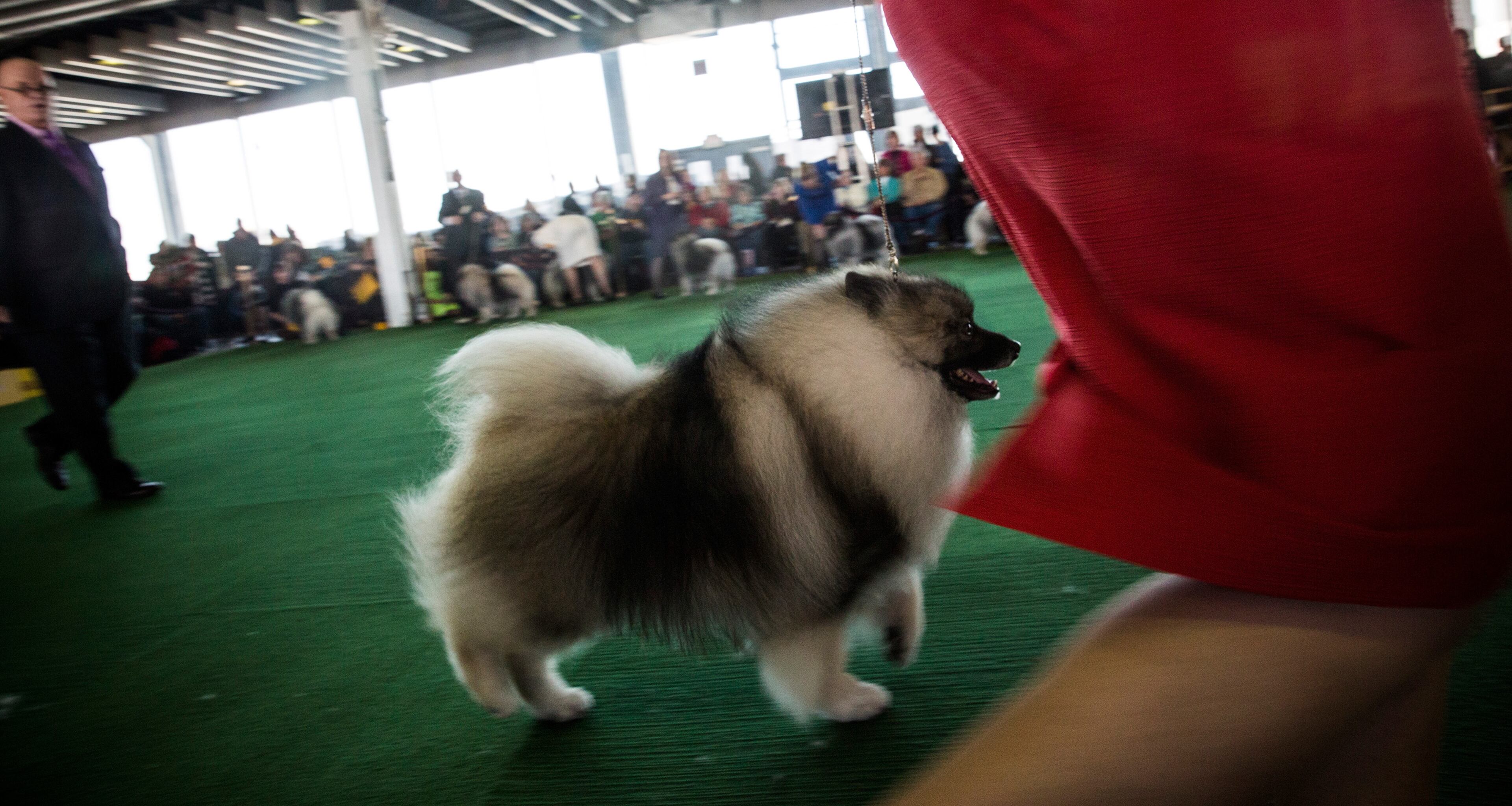 A keeshond competes in the 138th annual Westminster Dog Show at the Piers 92/94 on February 10, 2014 in New York City. The annual dog show showcases the best dogs from around world for the next two days in New York.