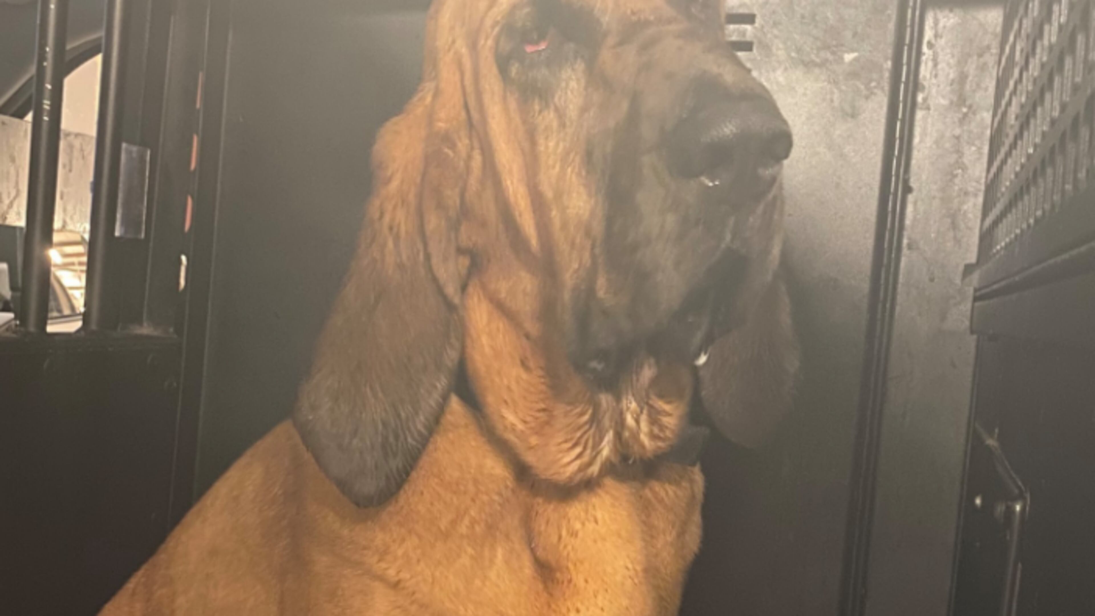 Mercy, K-9 officer with Lee County Sheriff's Office