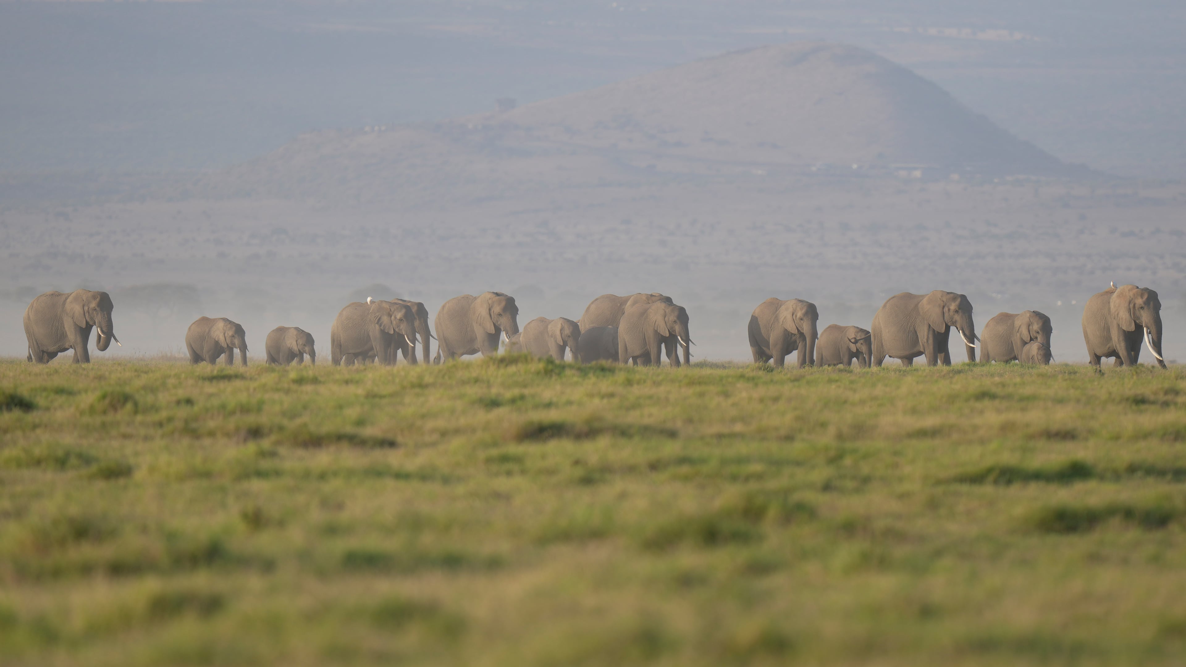 FILE - A herd of elephants grazes in Amboseli National Park in Kajiado, Kenya, Feb. 12, 2026. (AP Photo/Brian Inganga, File)