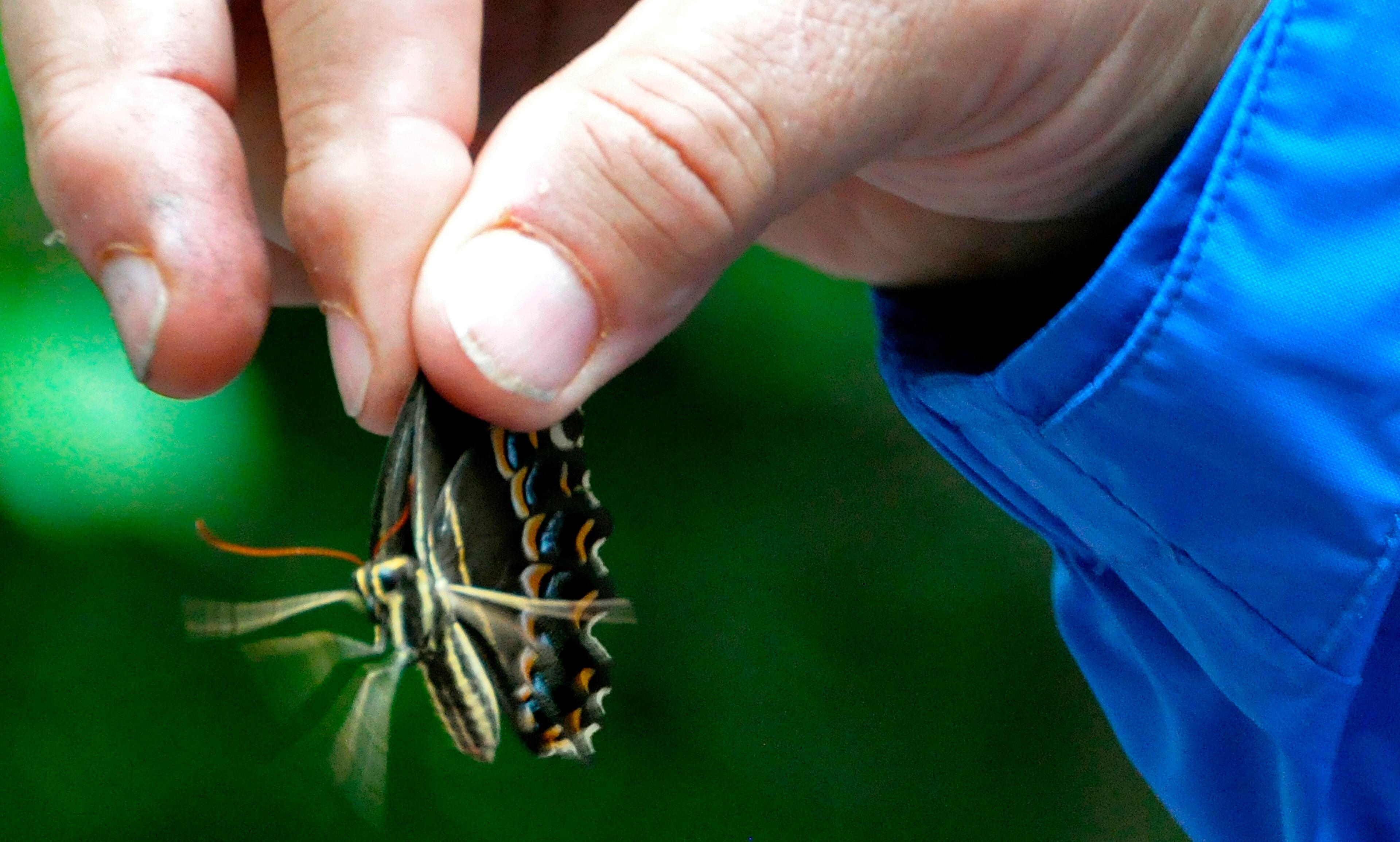 Butterfly expert Zane Greathouse displays a butterfly for those attending the Dunwoody Nature Center Butterfly Festival on Aug. 17, 2013, in Dunwoody.