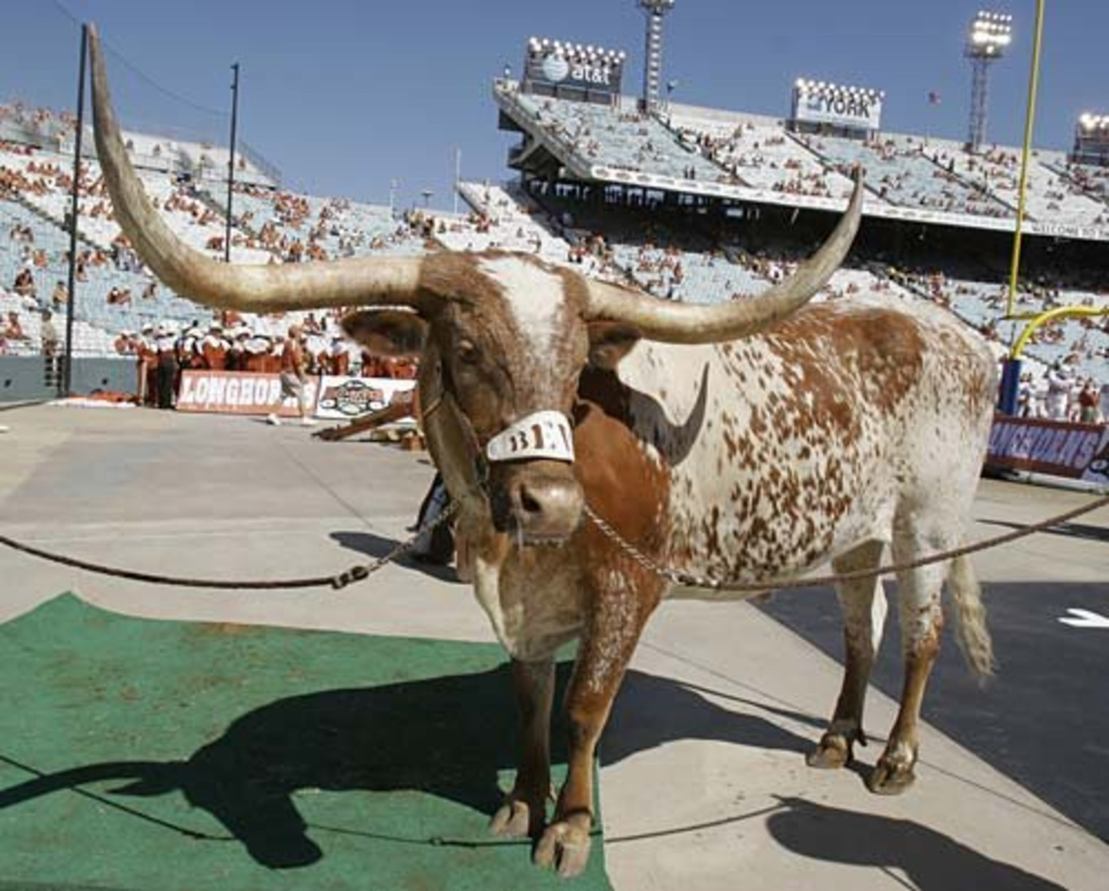 7. Bevo, Texas. The burnt orange longhorn doesn't charge like Ralphie or stay in a cage like Mike. But at 1,800 pounds with 72-inch horns, it's best to steer clear of Bevo. -- Ralph D. Russo, AP