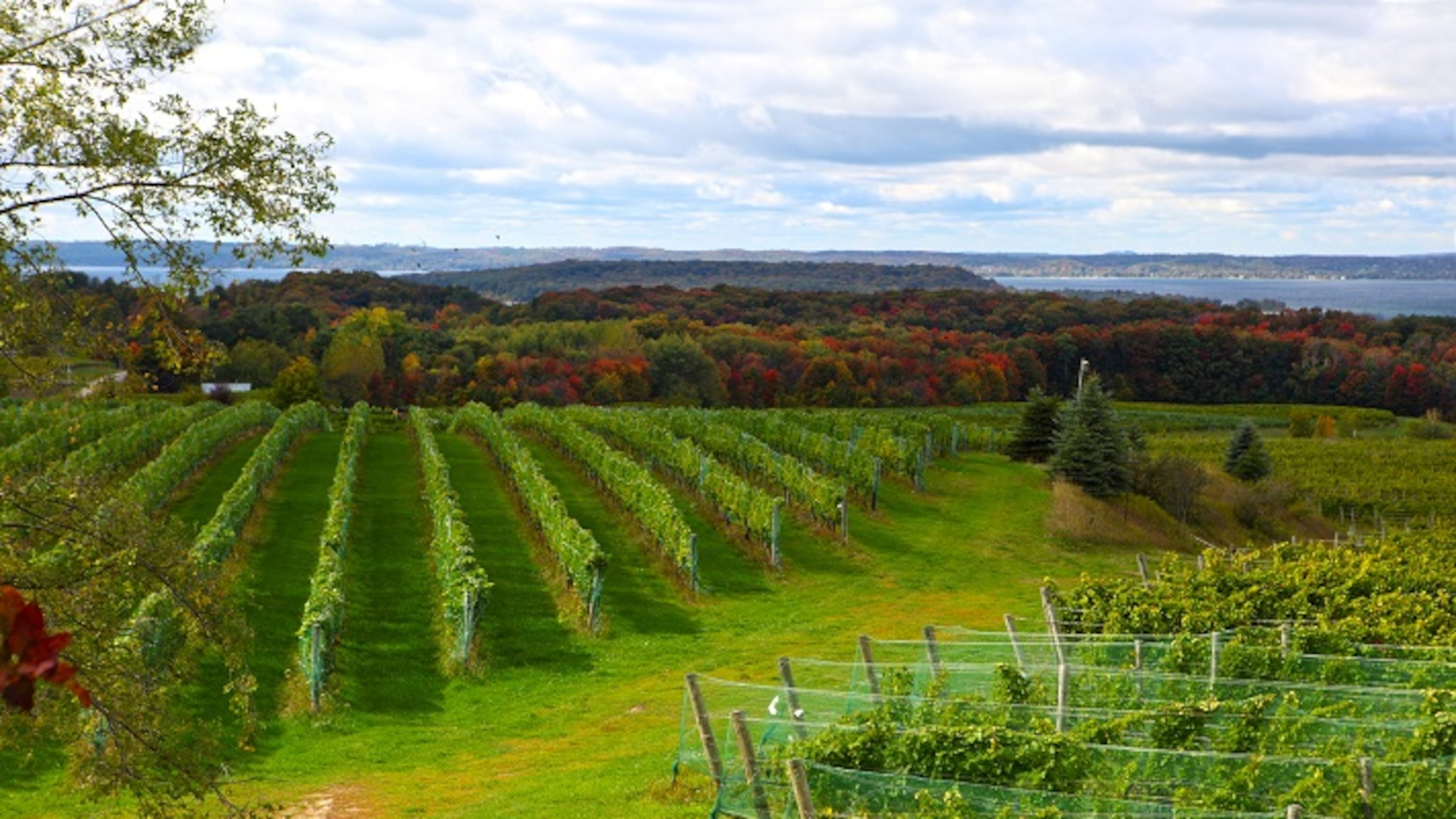 A vineyard field in Old Mission Peninsula, Mich. (Dreamstime)