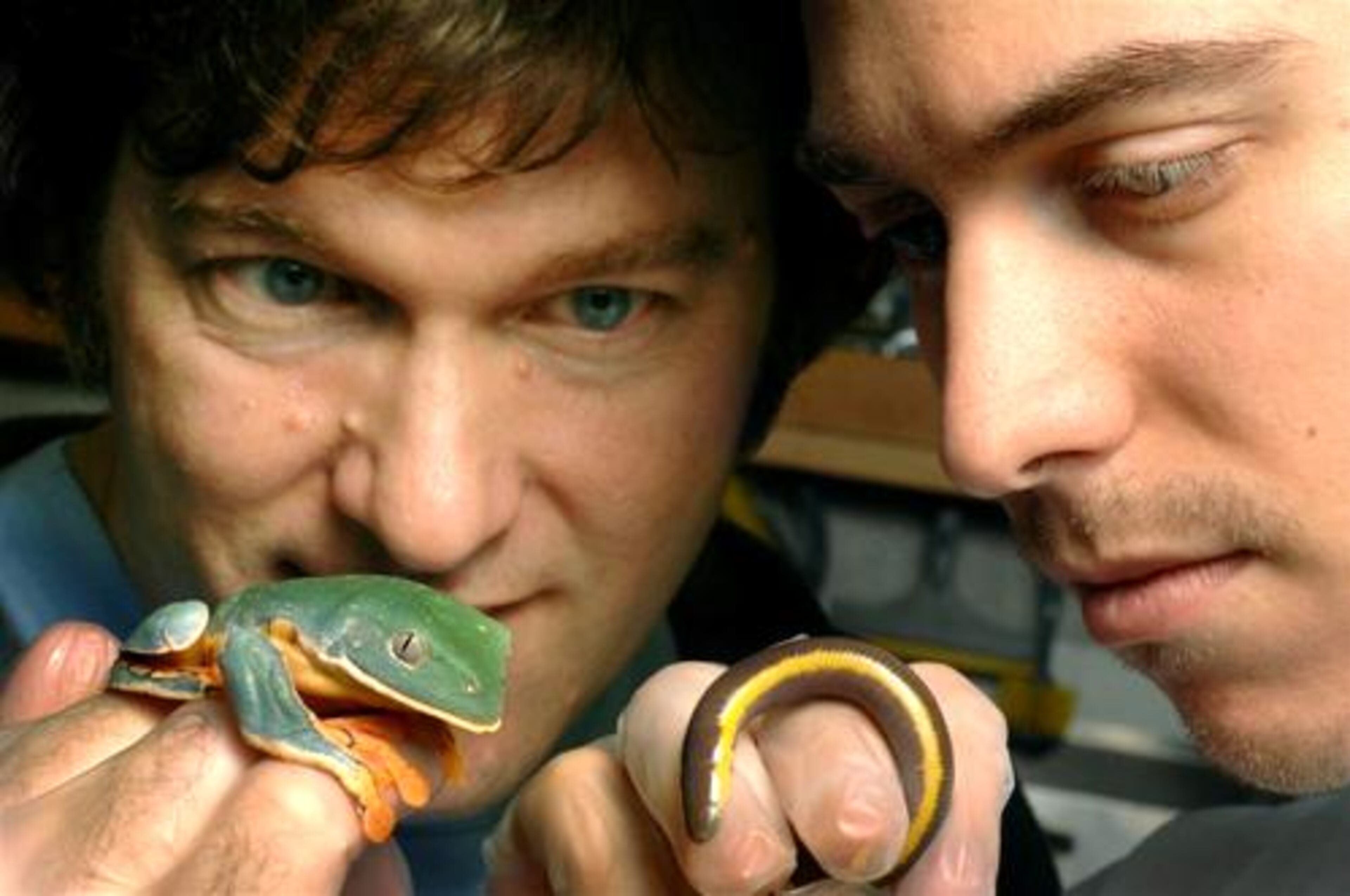Ron Gagliardo, left, curator of tropical conditions at the Atlanta Botanical Garden, and Robert Hill (right), an amphibian specialist there, introduce a splendid leaf frog (left, from central America), to a yellow stripped caecilian (right, from S.E. Asia). The Botanical Garden has one of the largest collections of caecilians, amphibians that superficially resemble earthworms or snakes.