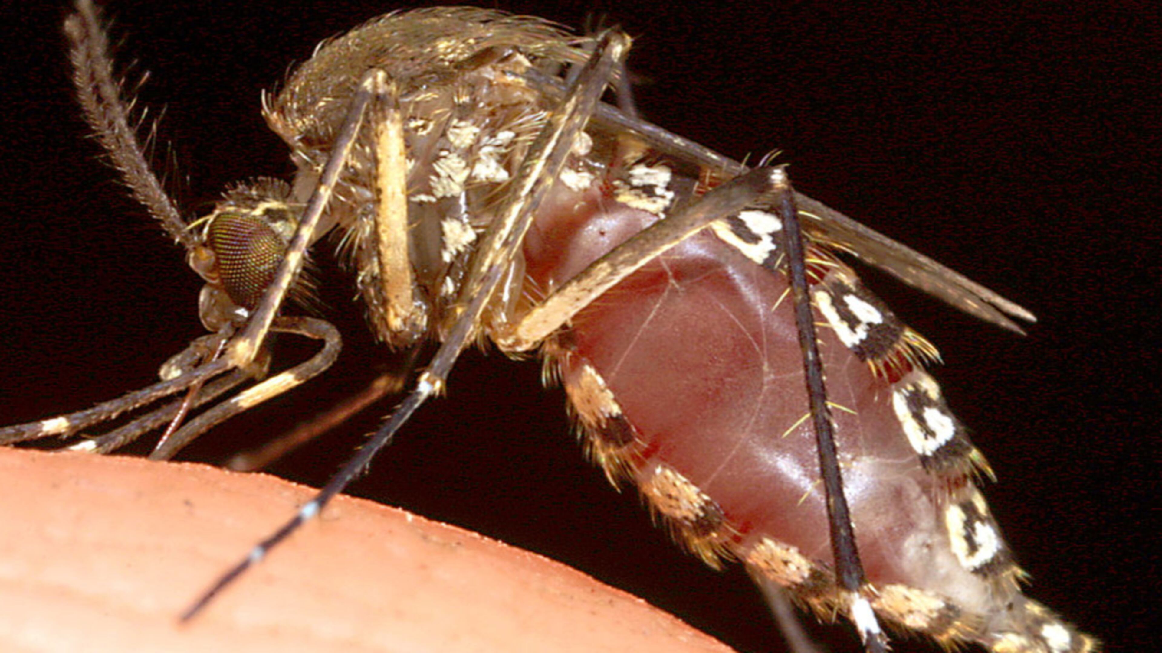 An ESPN reporter choked on a bug while delivering a report on live television before Game 2 of the Western Conference semi-finals between the Houston Rockets and the San Antonio Spurs.