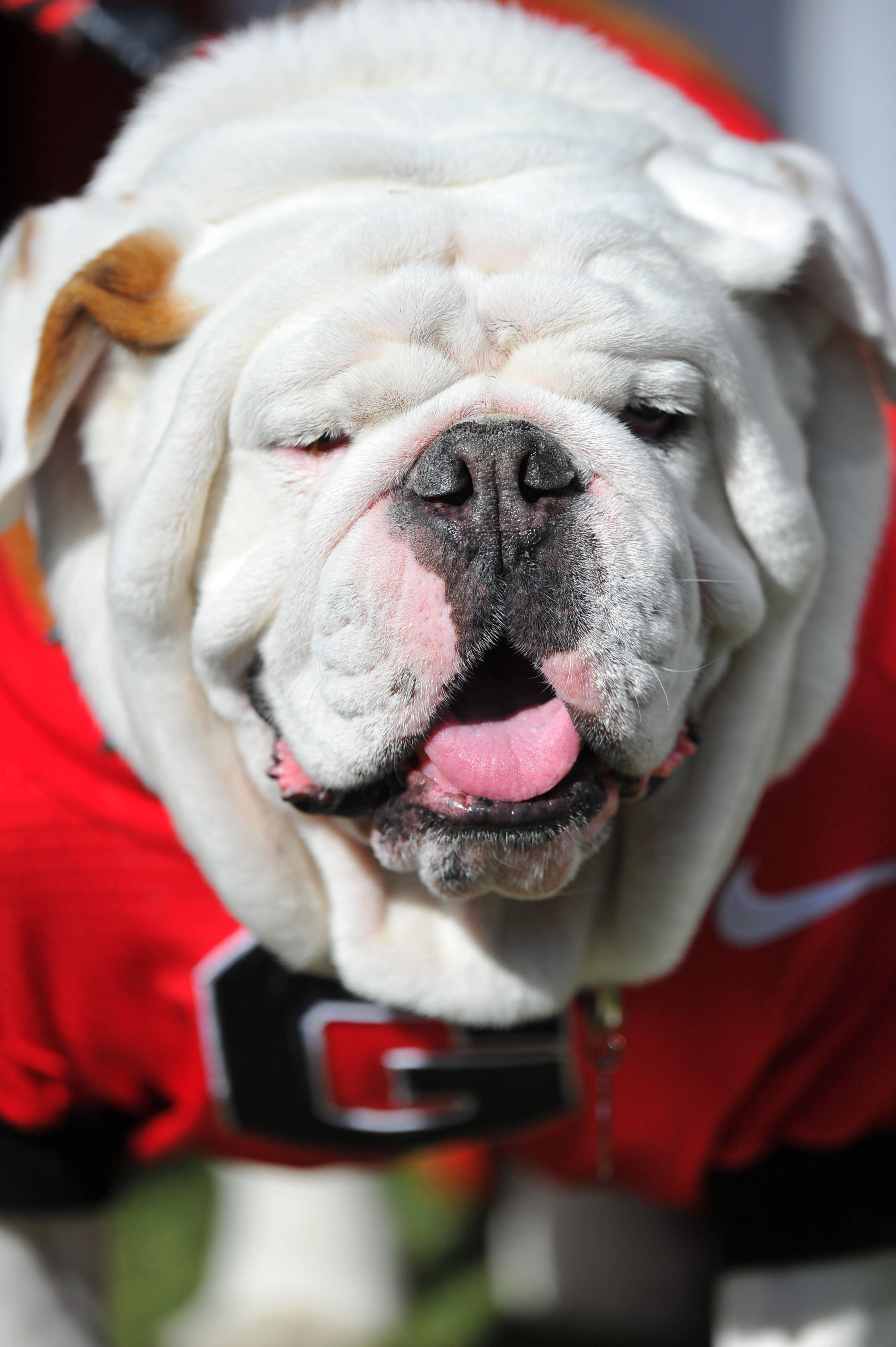 Uga IX: Russ was officially named mascot in 2012 after serving as interim mascot for different times in 2009 and 2010. He served in 63 Georgia football games and had a 44-19 record. He died in 2015, a month after being officially retired.