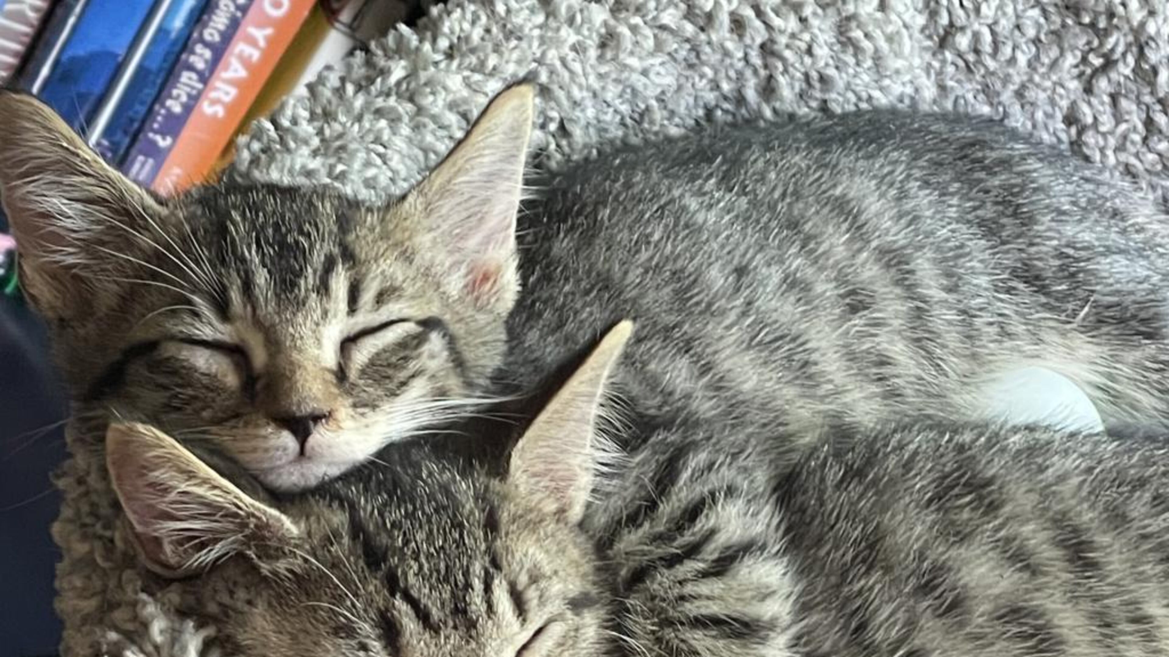 Best Friends in Atlanta, an animal sanctuary in Marietta, will have 20 kittens for adoption Saturday, July 10, 2021. (Photo provided/Best Friends in Atlanta)
