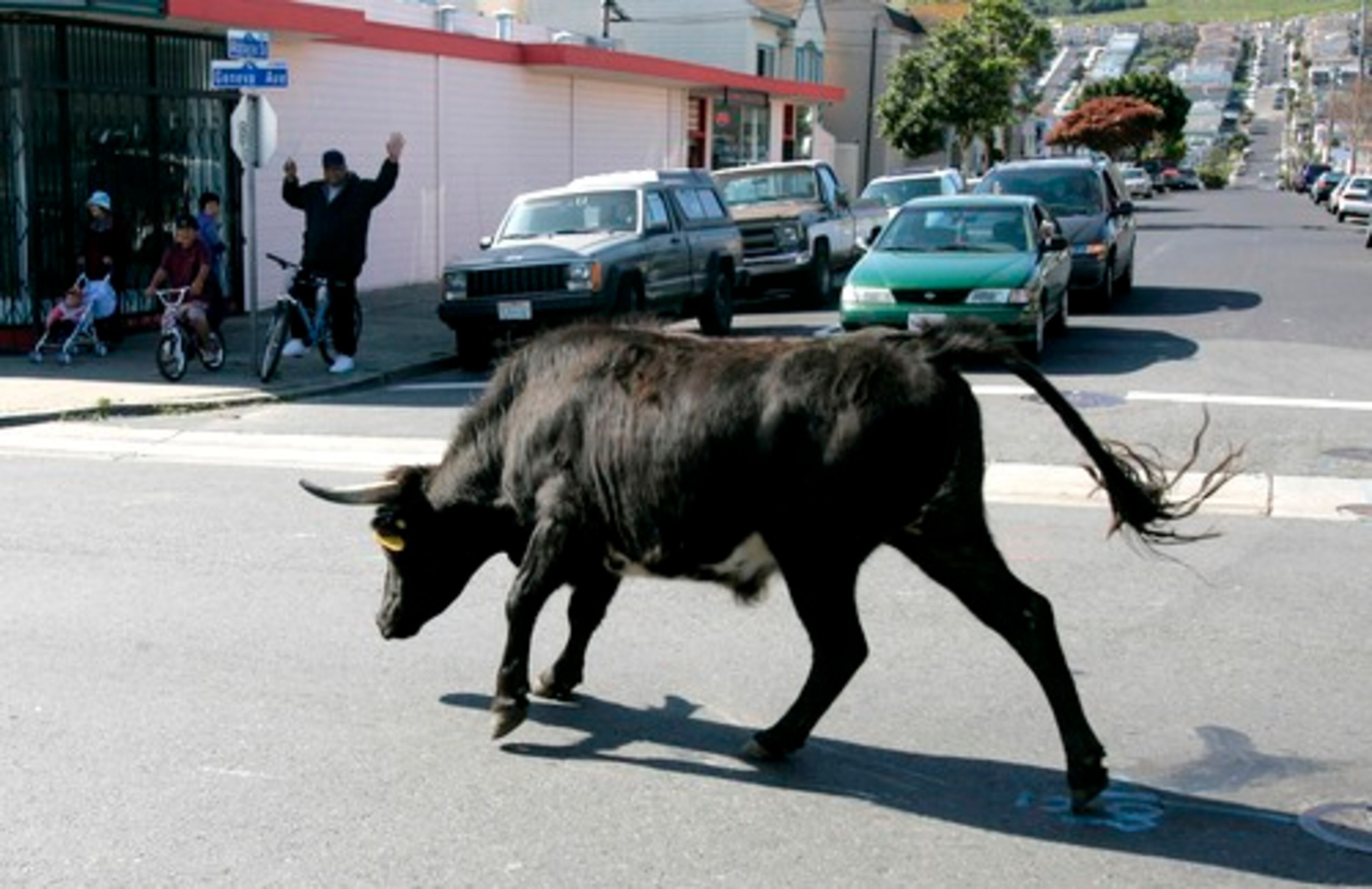 A cow that got loose walks along Geneva Avenue as the Grand National Rodeo cattle drive moves toward the Cow Palace in San Francisco, Thursday.