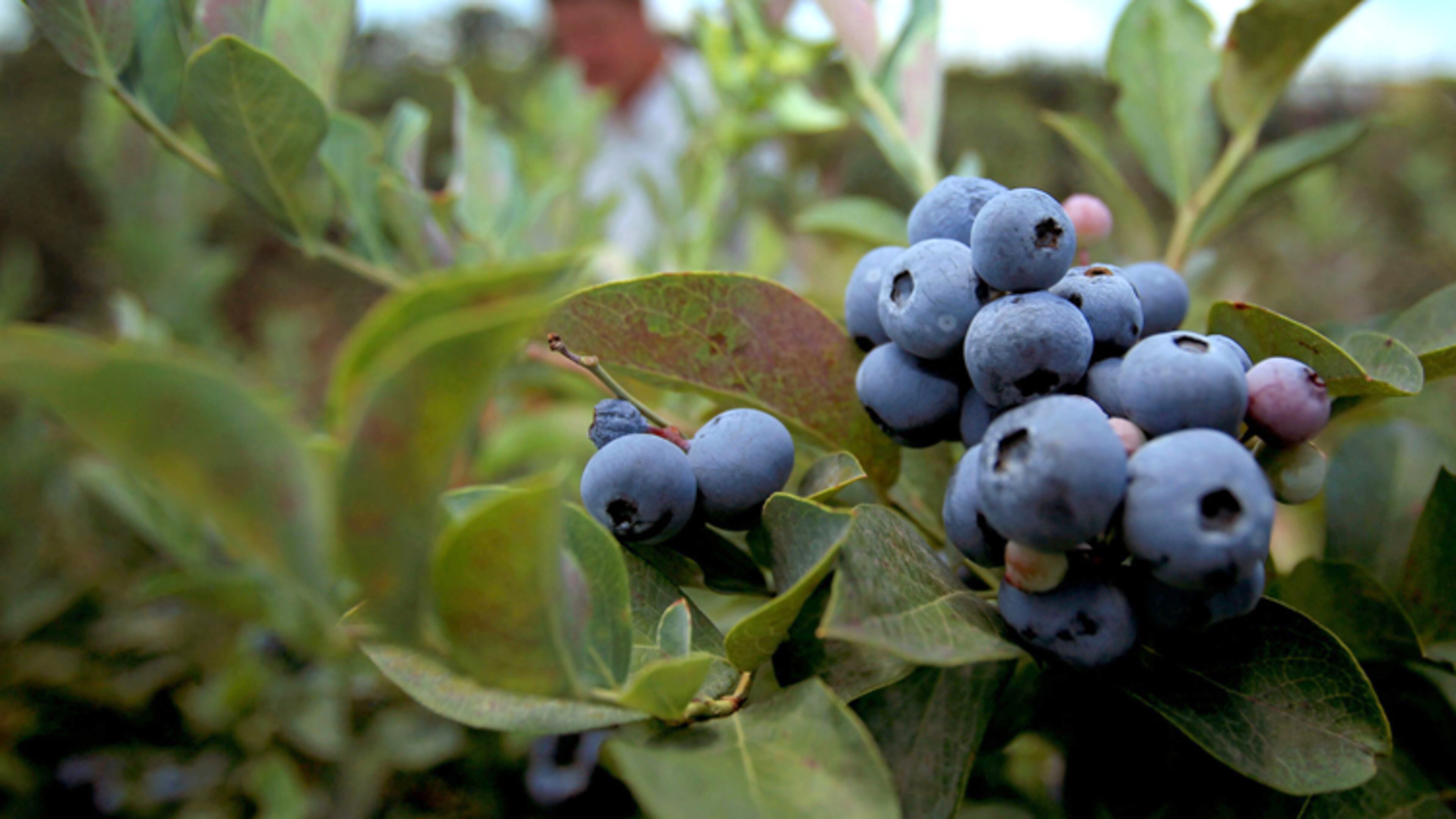 Where blueberries grow wild, they’re often free for the picking. That’s the idea behind a fruit and nut tree park planned for Atlanta’s southeast side. Jason Getz / jgetz@ajc.com