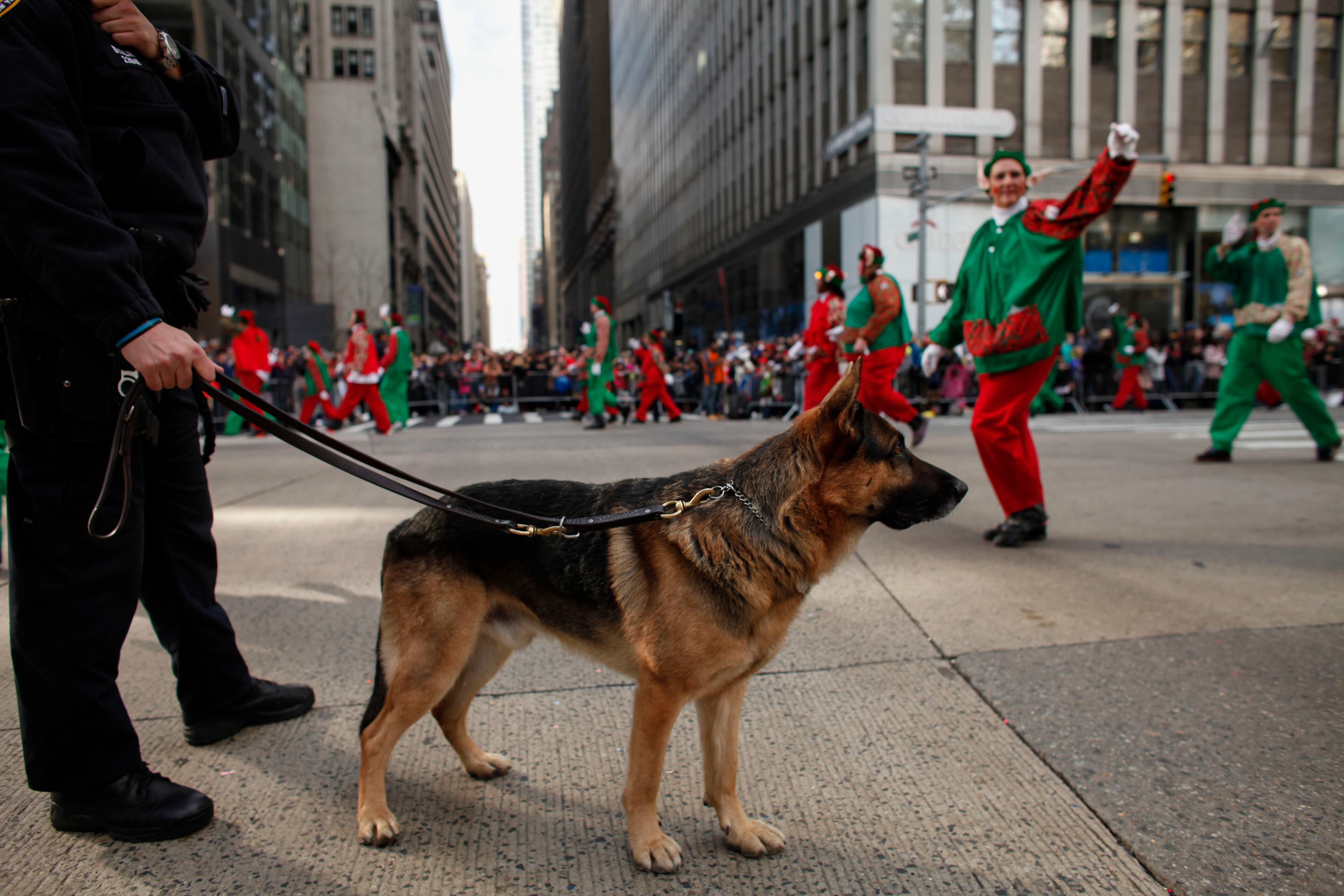NEW YORK, NY - NOVEMBER 26: A Member of the New York City Police department stands guard with a police dog during the annual Thanksgiving Day Paradeon November 26, 2015 in New York City. A record number of police officers were patrolling the parade as security is on a high alert after the terror attacks in Paris and threats made to the city. (Photo by Kena Betancur/Getty Images)