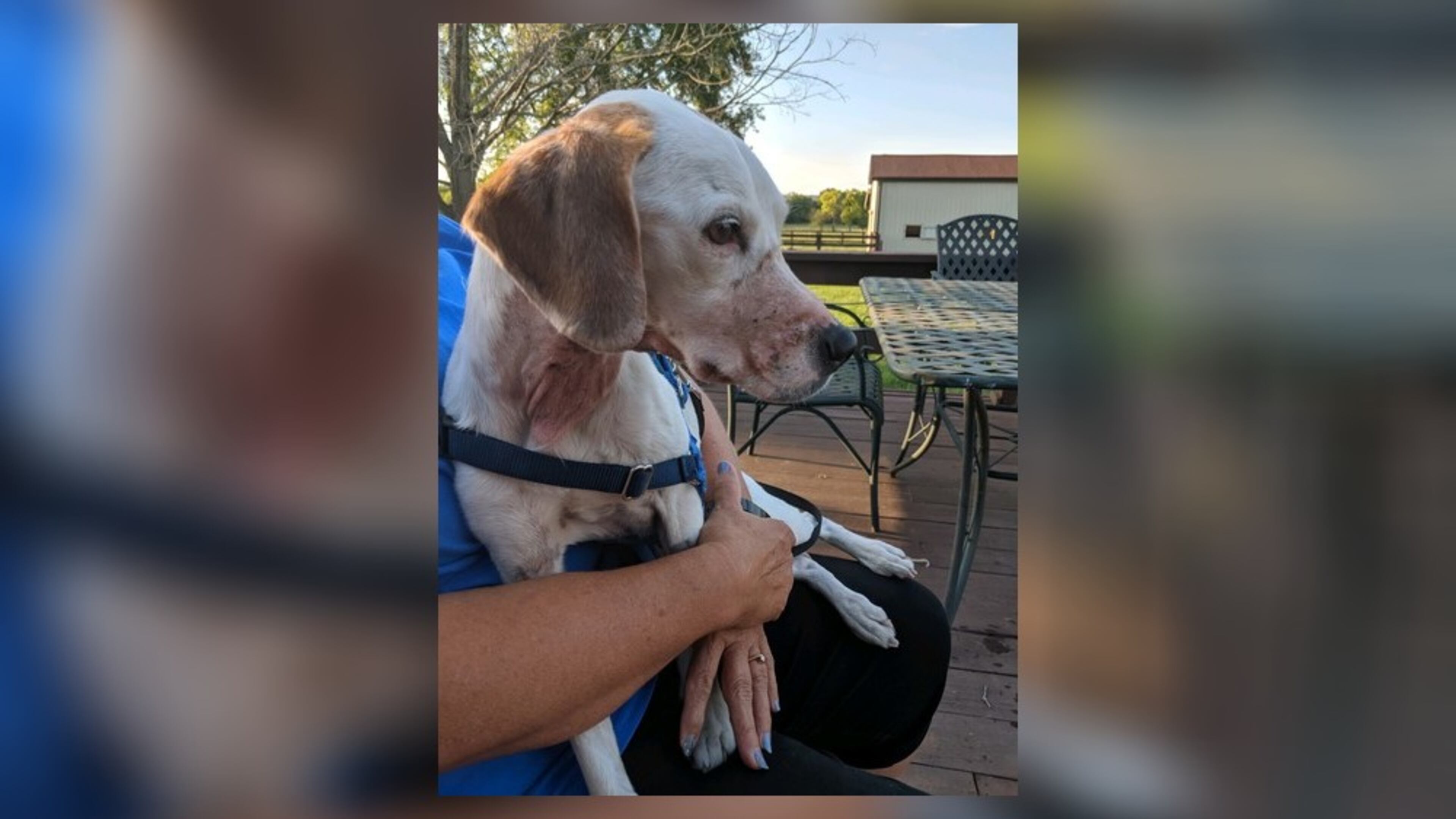 The dog named Dani was turned into the Twin Maples Veterinary Hospital, and the dog’s case was investigated by the Butler County Sheriff’s Office. CONTRIBUTED