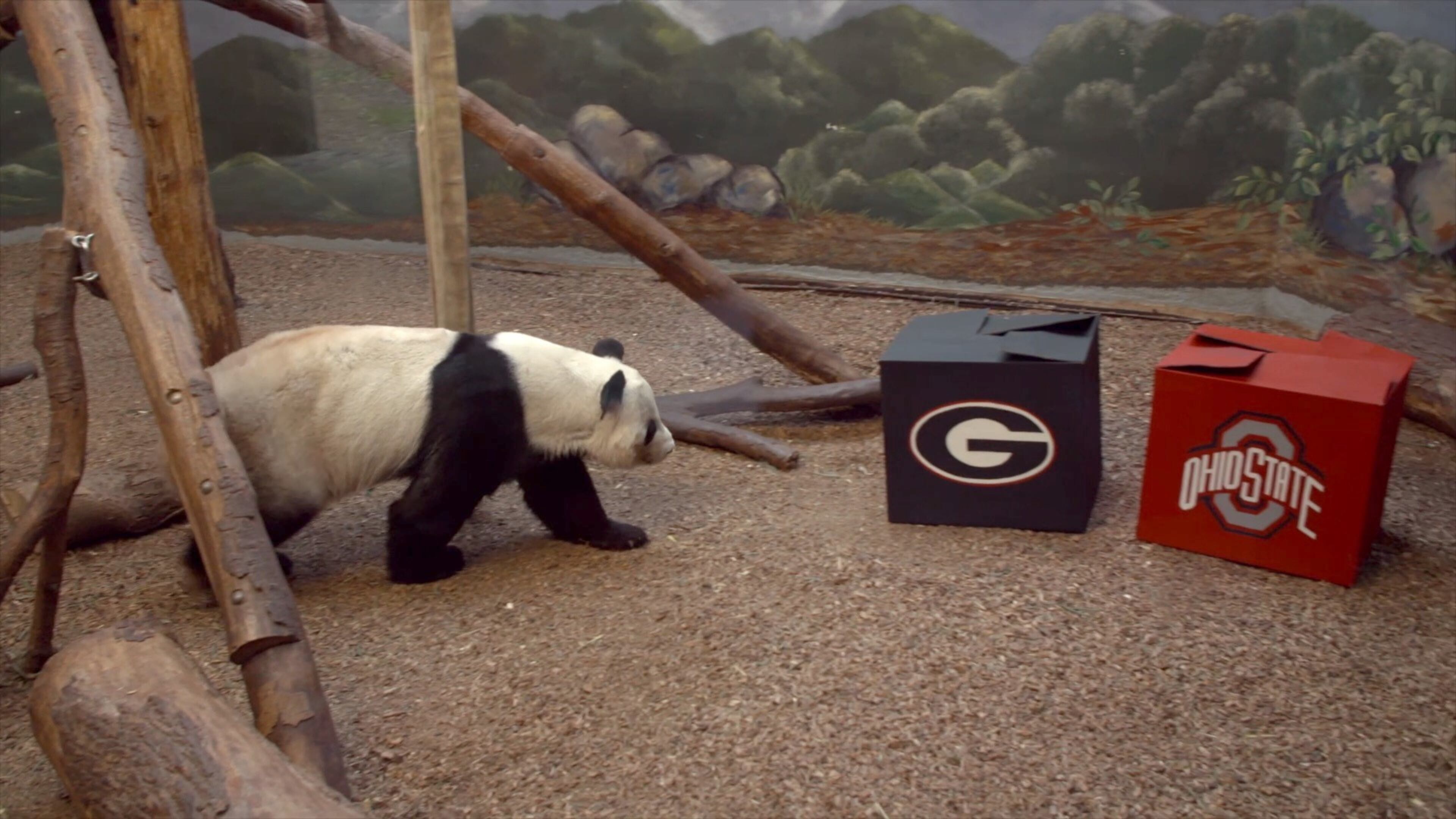 Yang Yang, a 25-year-old giant panda at Zoo Atlanta, predicted Georgia will defeat Ohio State in the Chick-fil-A Peach Bowl on Dec. 31.