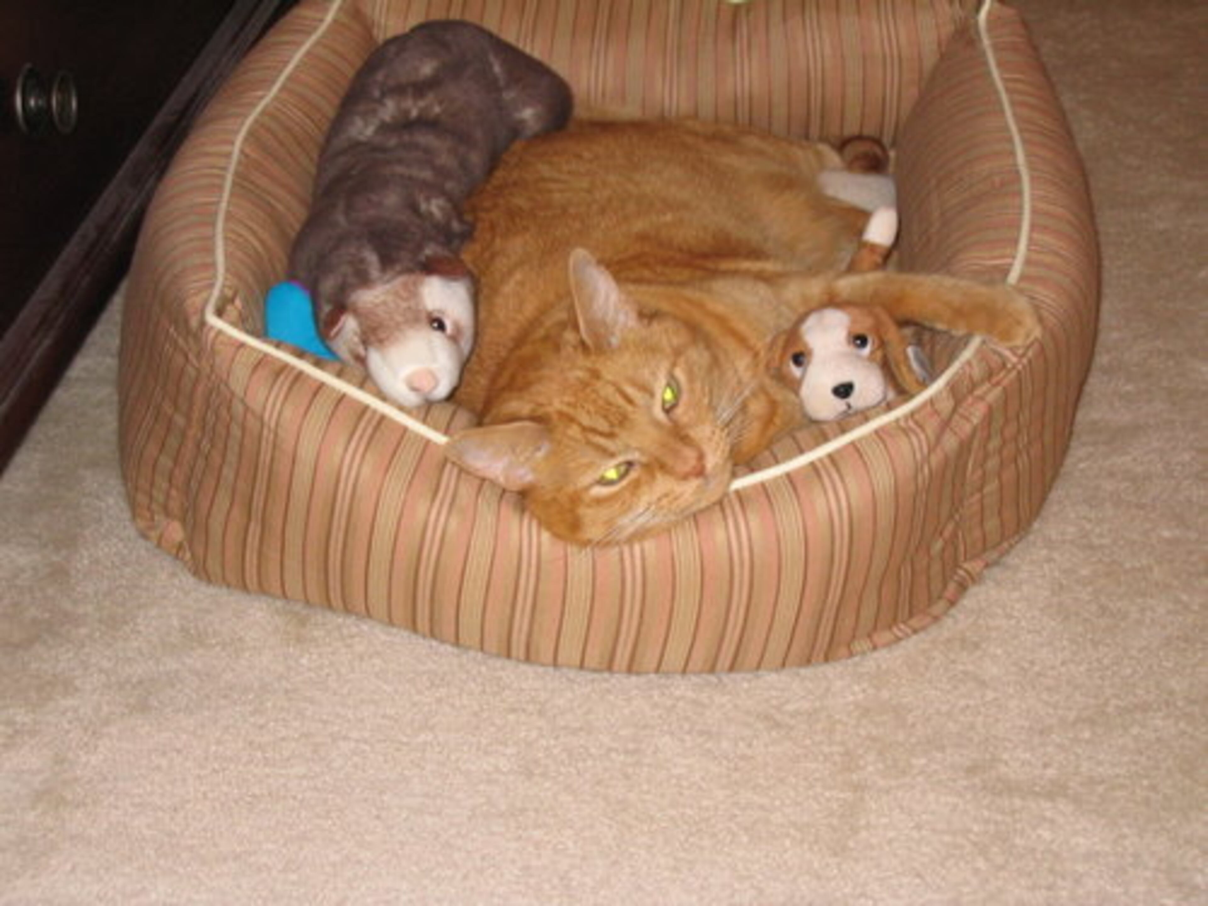 But his stuffed animal pals are always welcome!