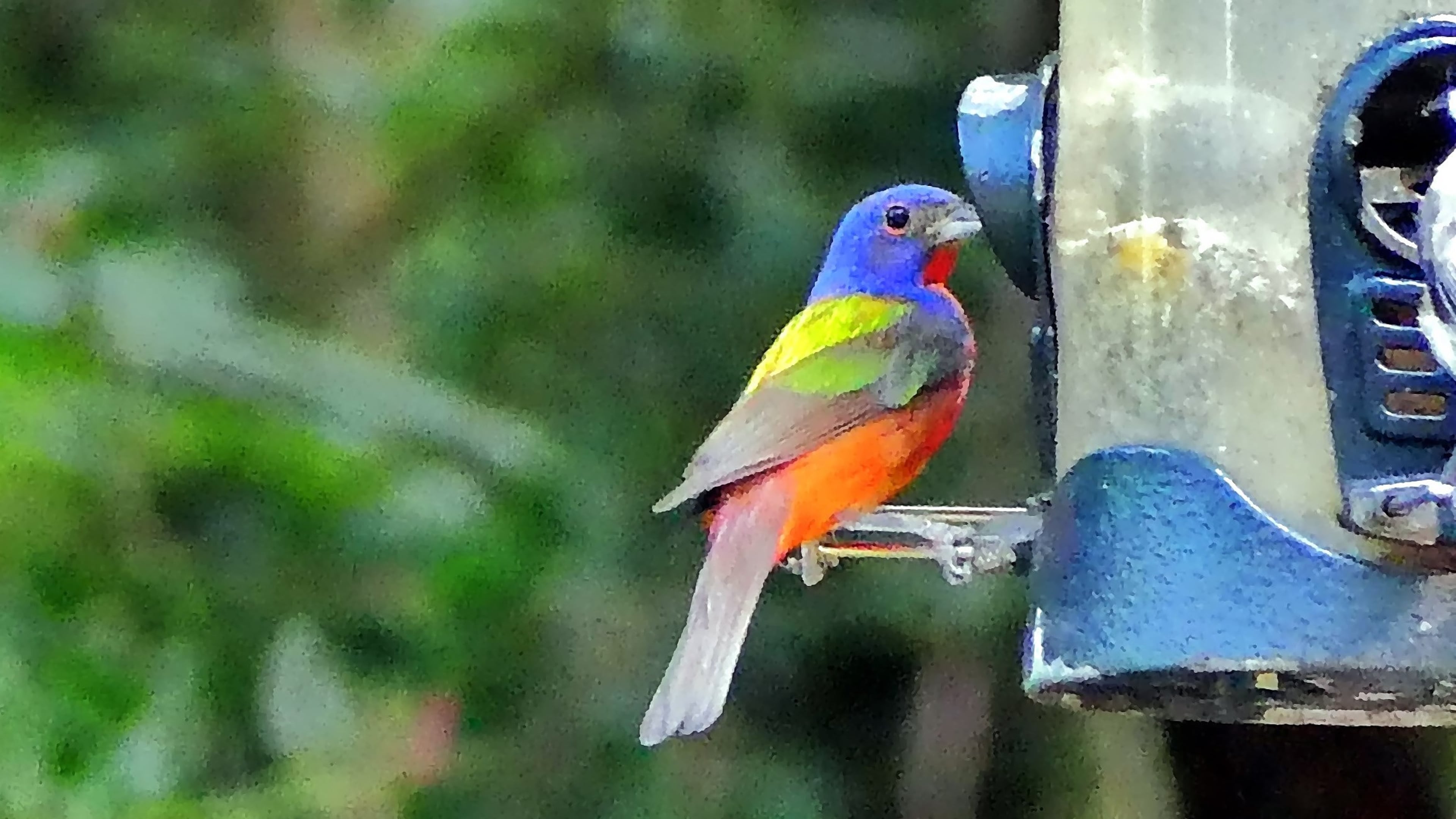 The painted bunting is a neotropical species because it nests along Georgia's coast in spring and summer and migrates south in the fall to spend the winter on Caribbean islands. (Charles Seabrook)
