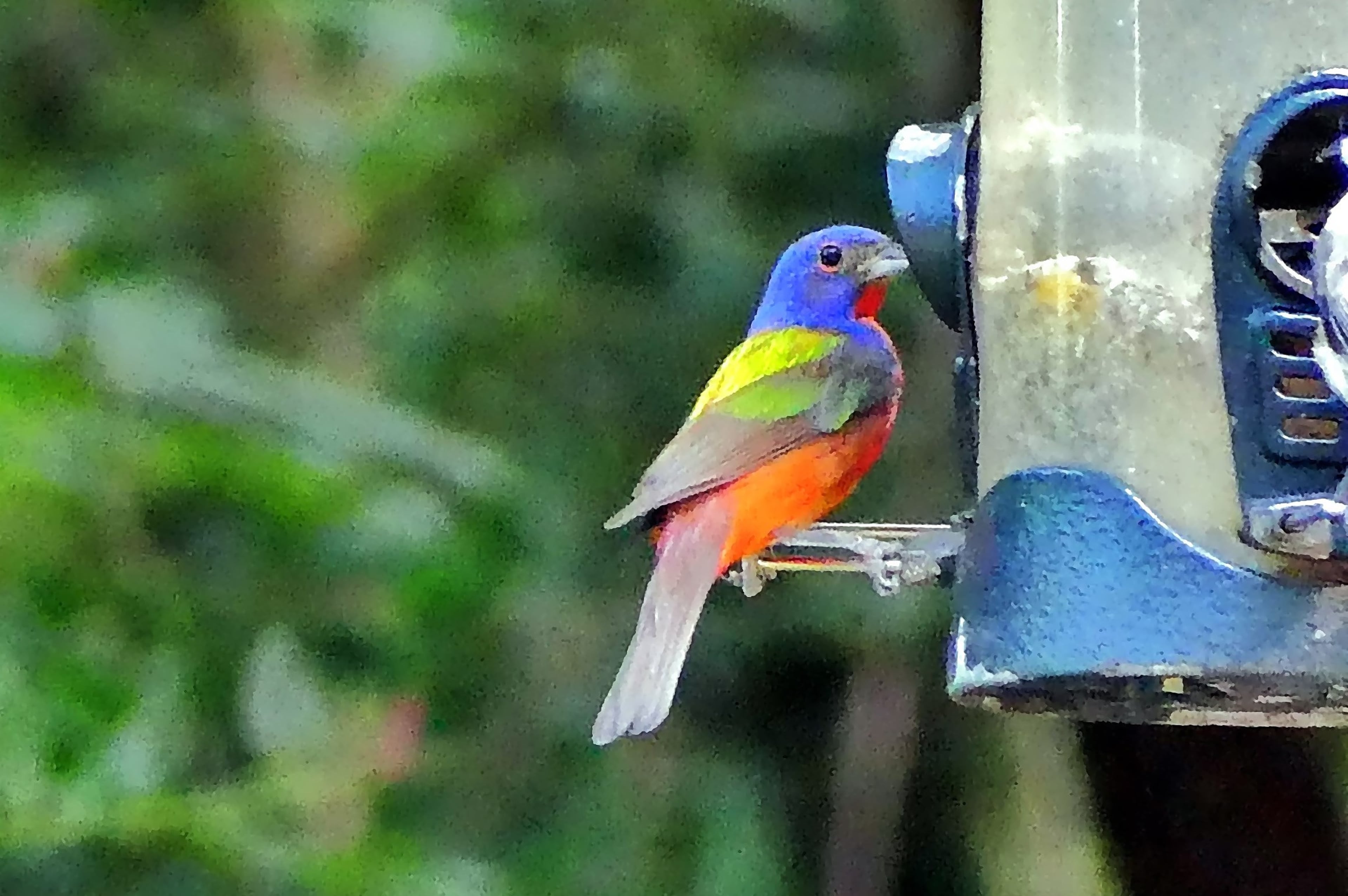 Paiinted bunting