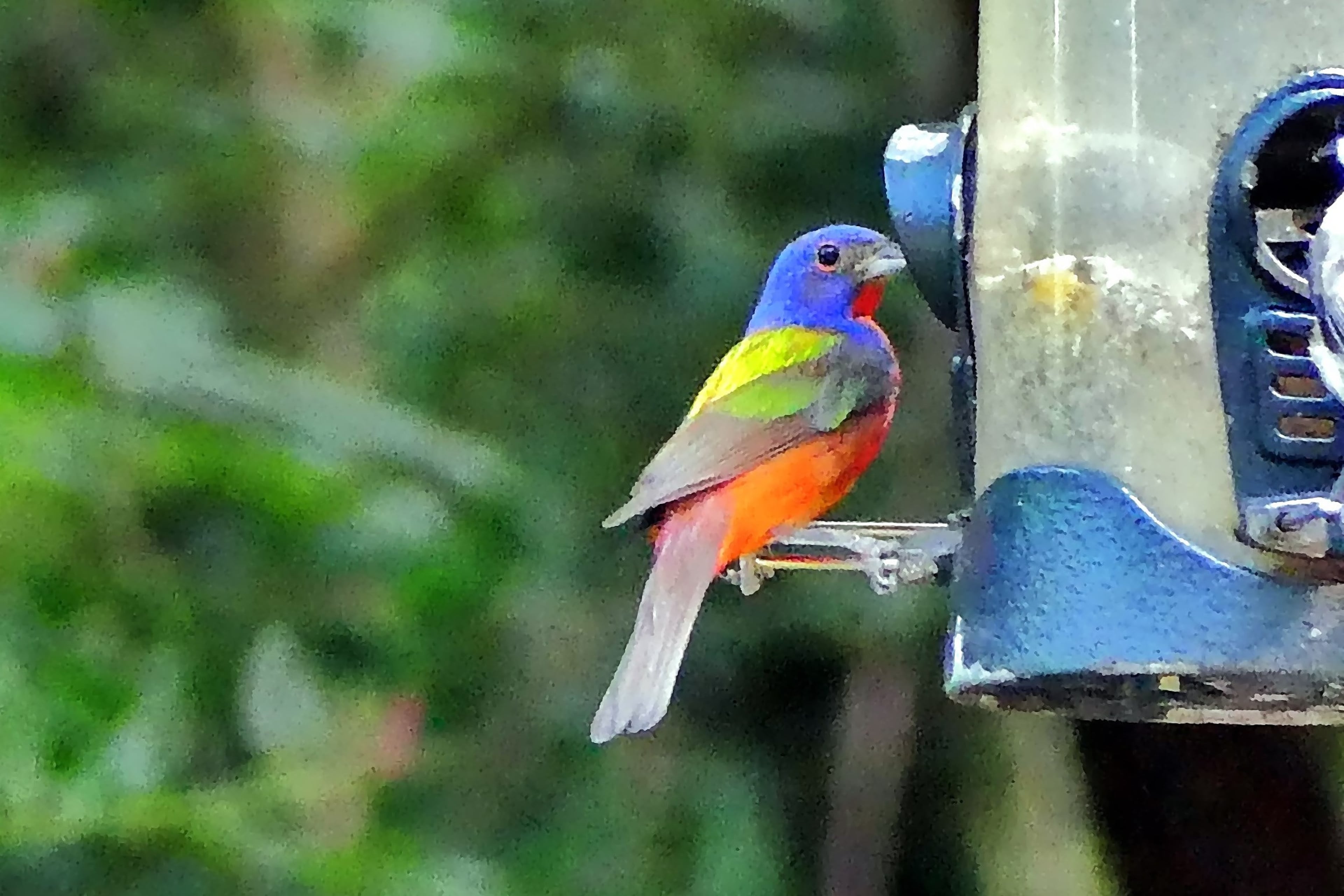 The painted bunting is a neotropical species because it nests along Georgia's coast in spring and summer and migrates south in the fall to spend the winter on Caribbean islands. (Charles Seabrook)