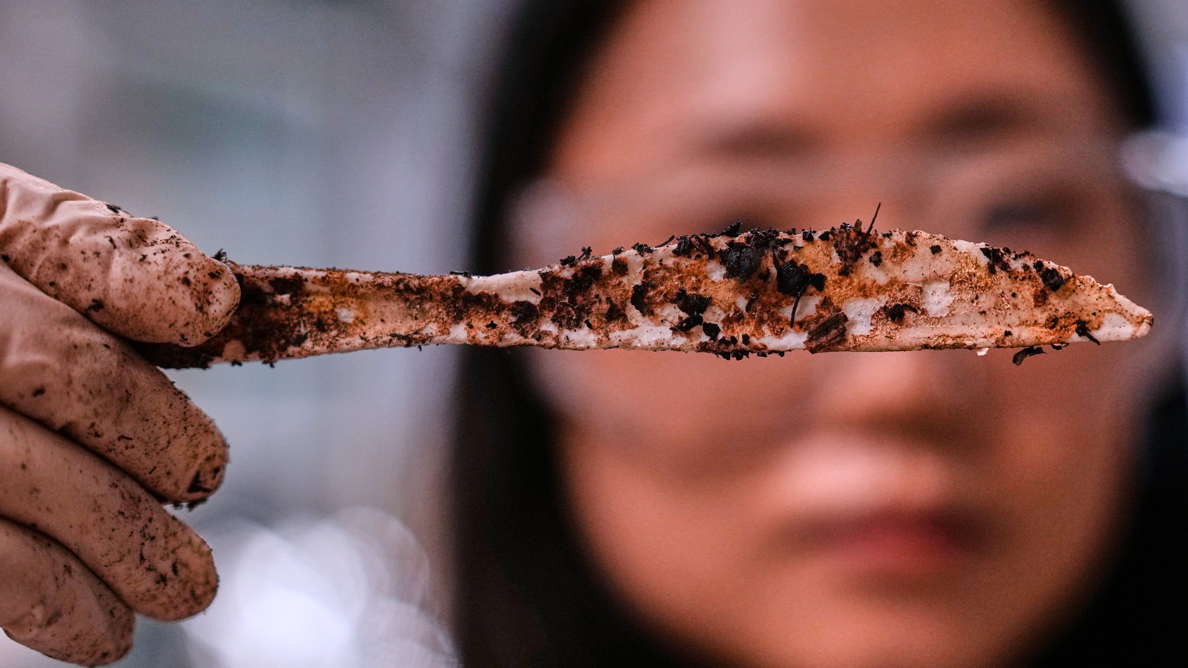 Katie Byun holds up a compostable knife, which was made with plastic made from plants, that was starting to break down after about two months in a home composting test bin, at CJ Biomaterials, Monday, Aug. 3, 2026, in Woburn, Mass. (AP Photo/Charles Krupa)